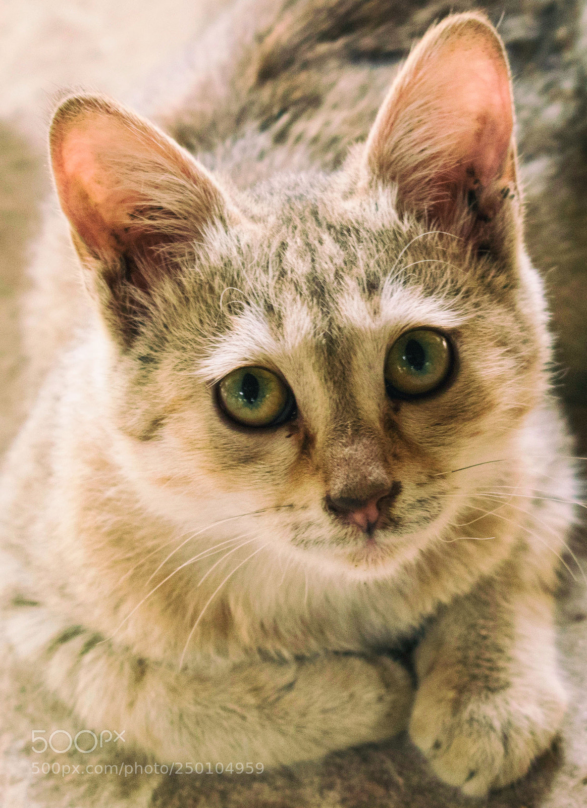 Nikon D5500 sample photo. Cat photography