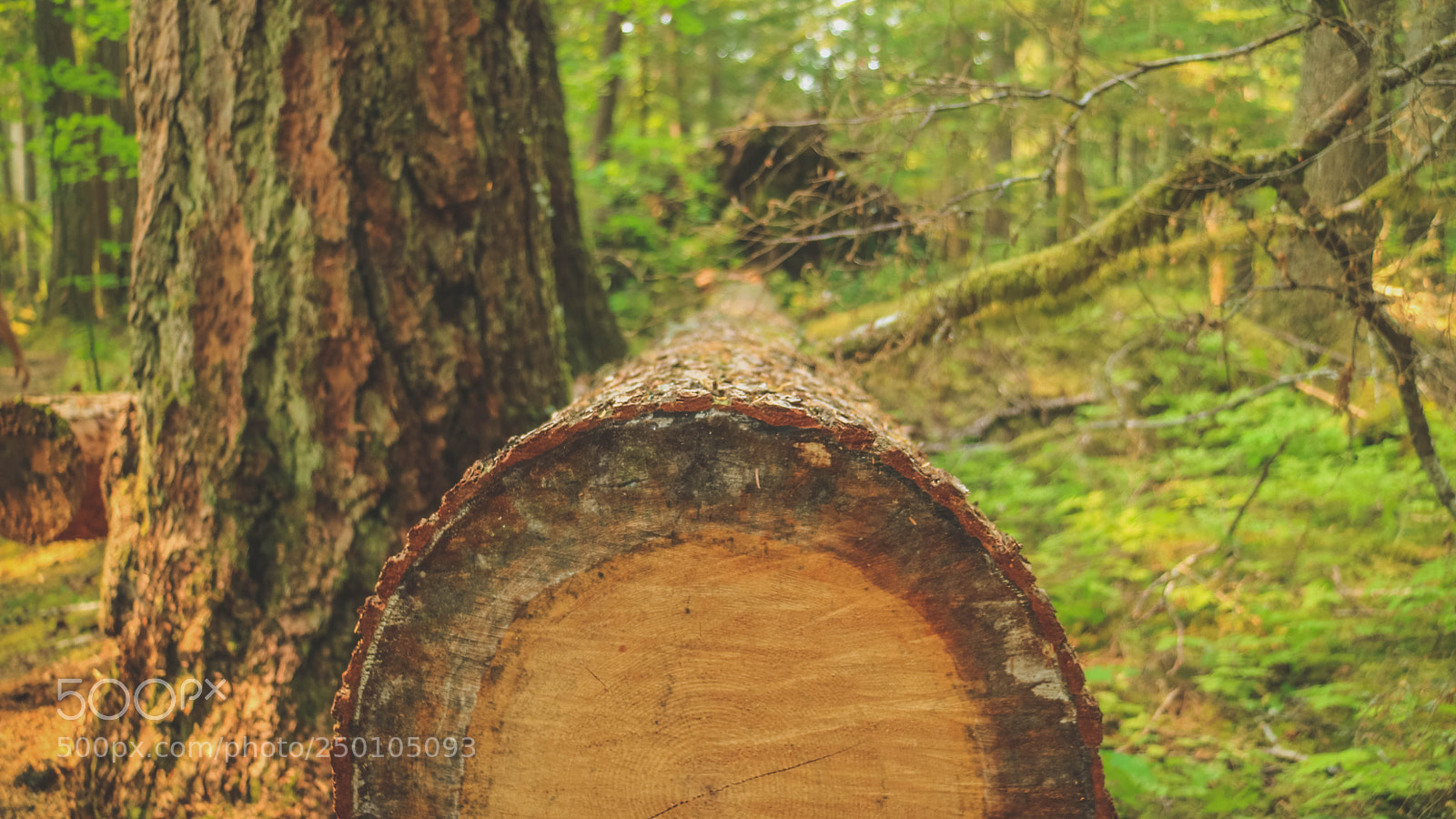 Canon EOS M3 sample photo. Seatle edits photography