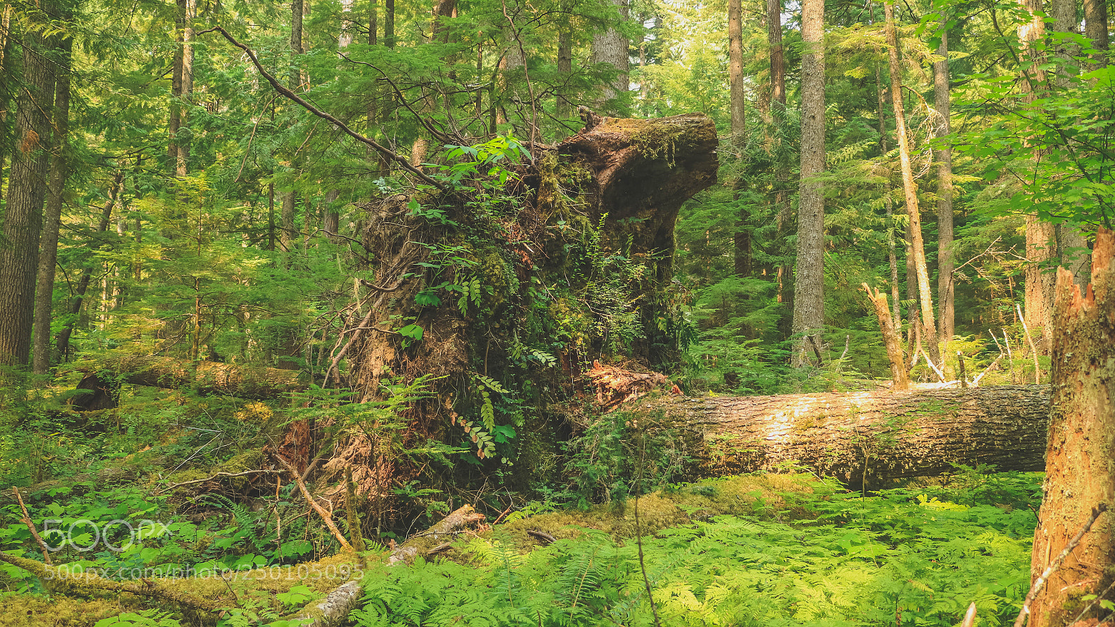 Canon EOS M3 sample photo. Seatle edits photography
