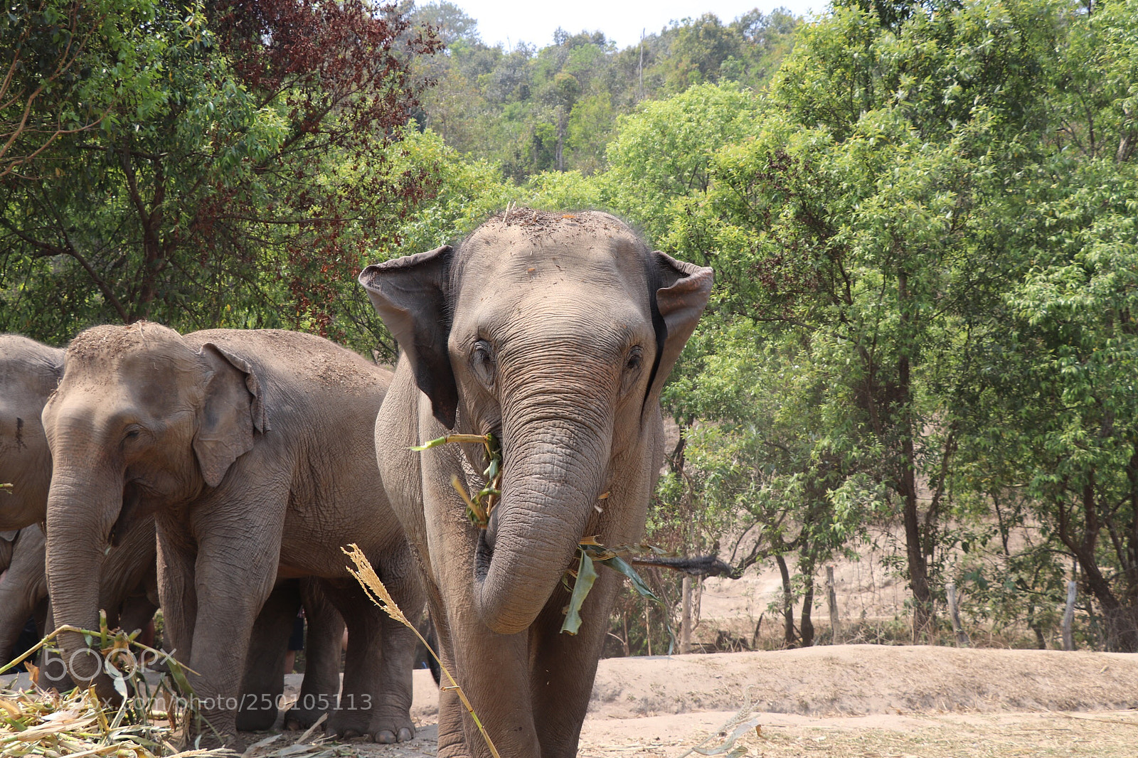 Canon EOS 77D (EOS 9000D / EOS 770D) sample photo. Elephant sanctuary photography