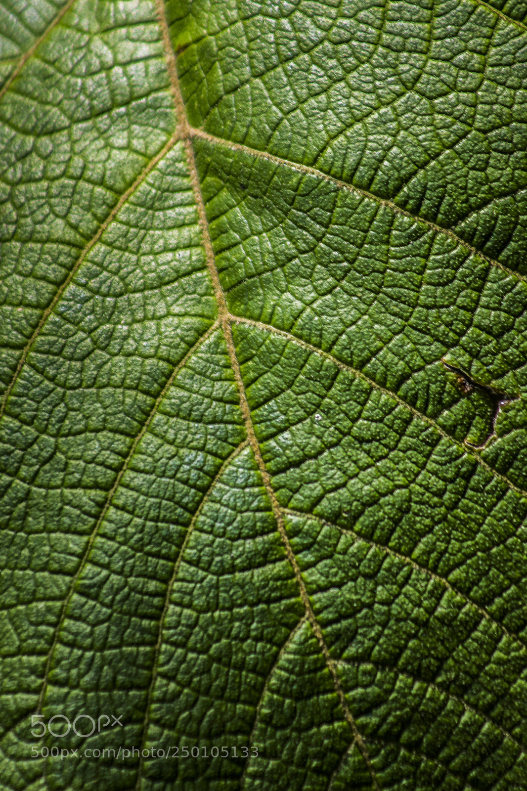 Canon EOS 700D (EOS Rebel T5i / EOS Kiss X7i) sample photo. Patterns photography