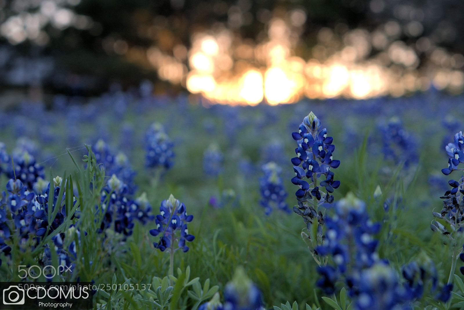 Sony a6000 sample photo. Texas bluebonnets photography