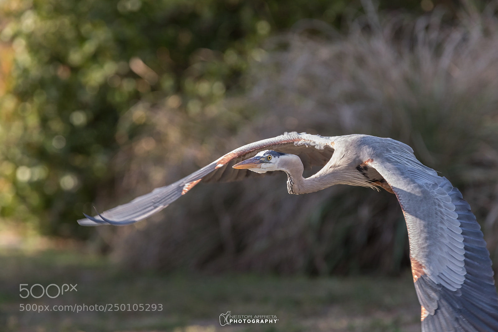 Canon EOS-1D X Mark II sample photo. Zip by photography