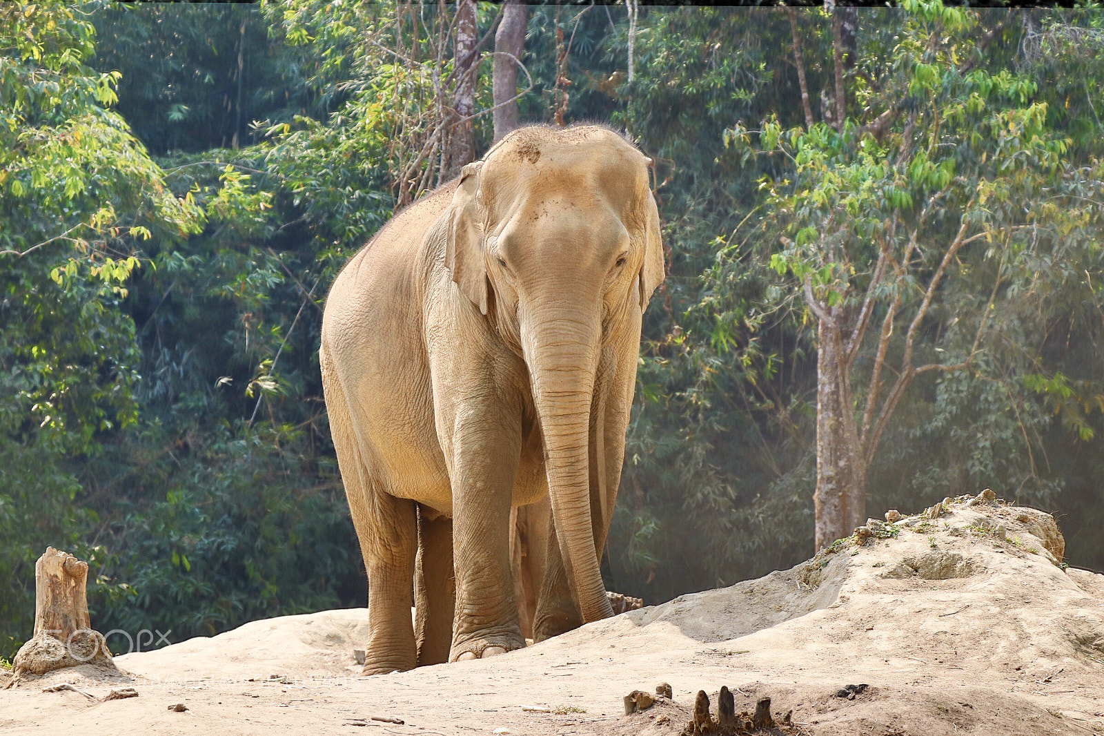 Canon EOS 77D (EOS 9000D / EOS 770D) sample photo. Elephant selfie photography