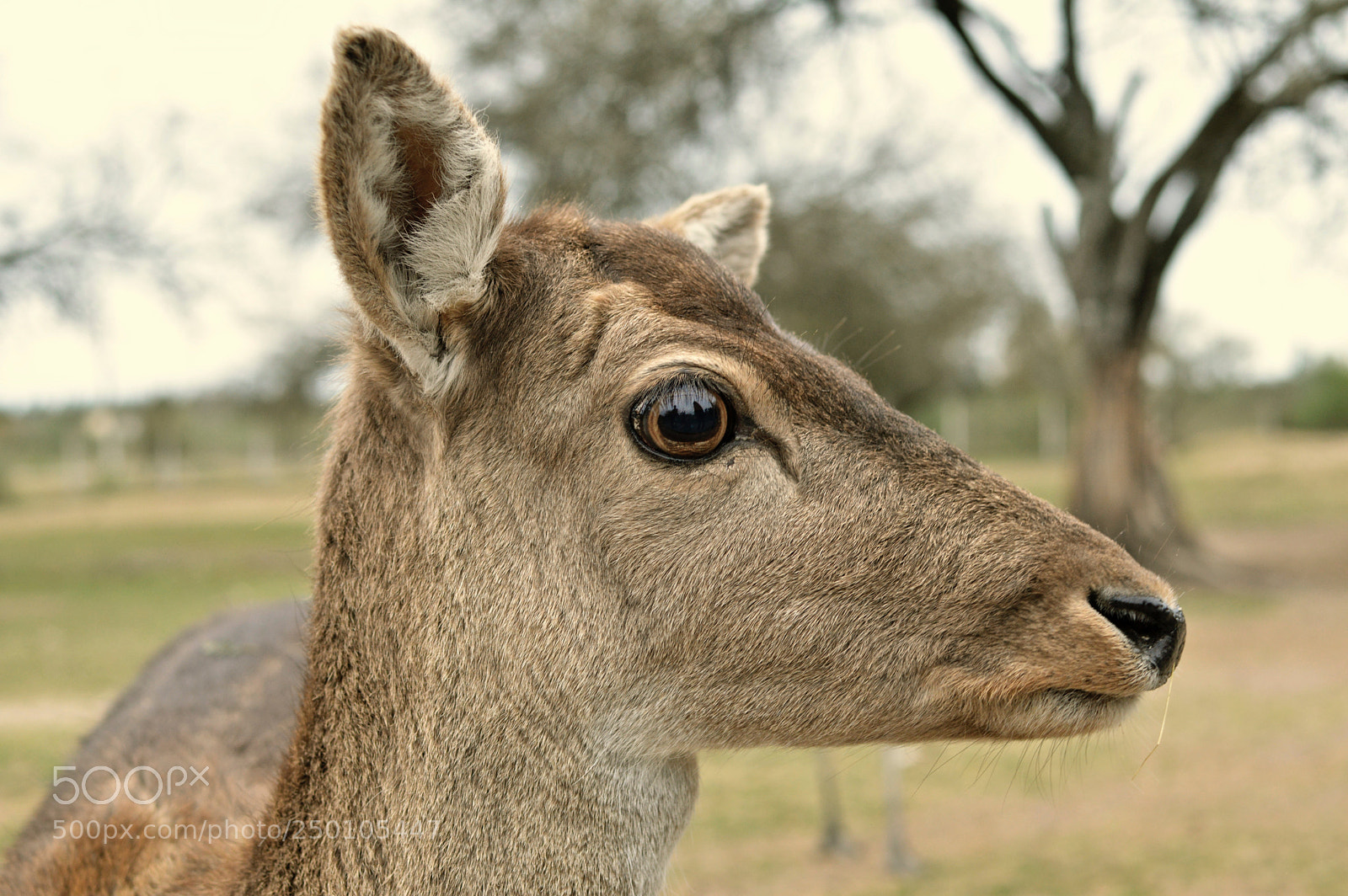 Nikon D3200 sample photo. "watching you" photography