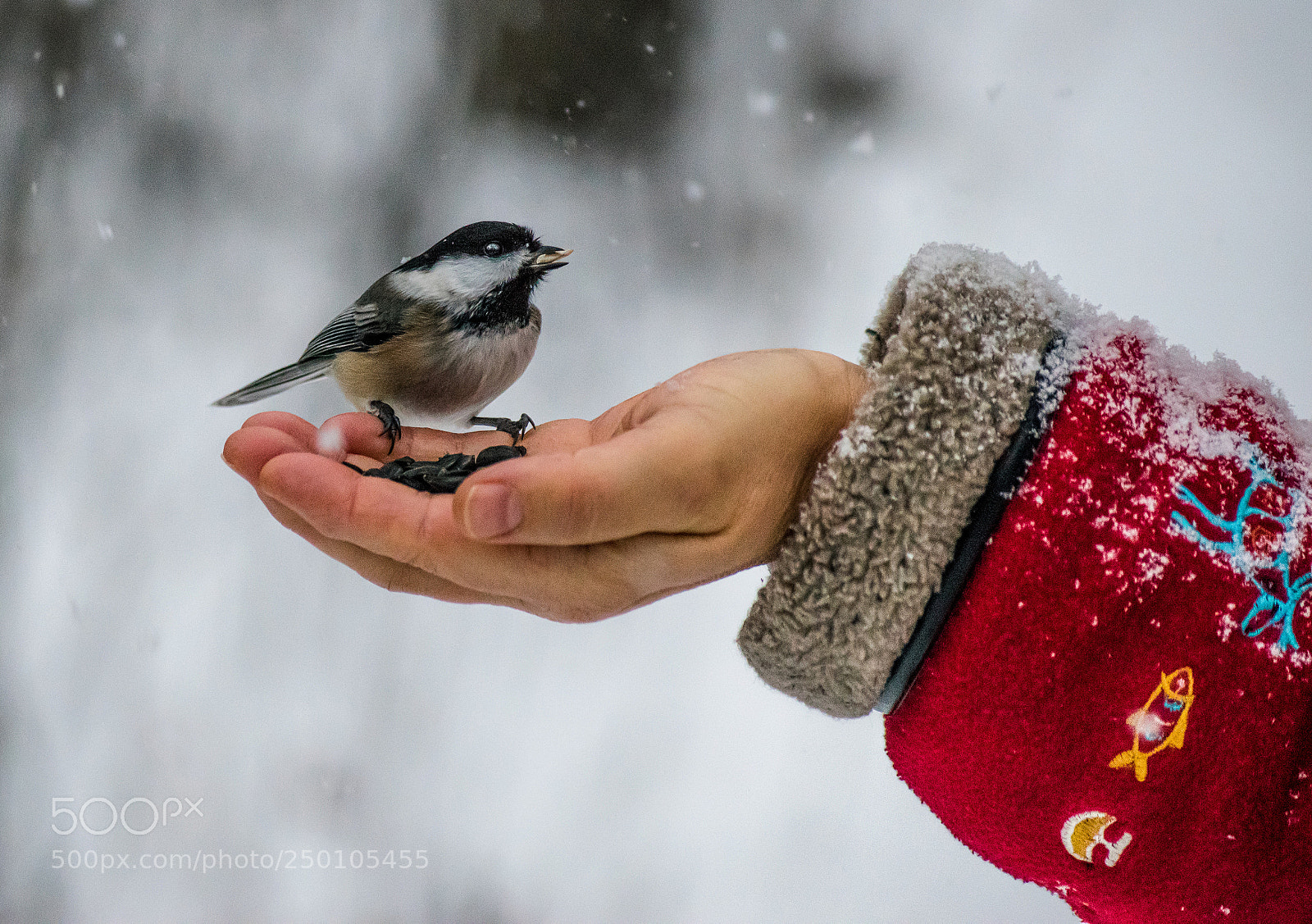 Nikon D3300 sample photo. Winter hunger - chickadee photography