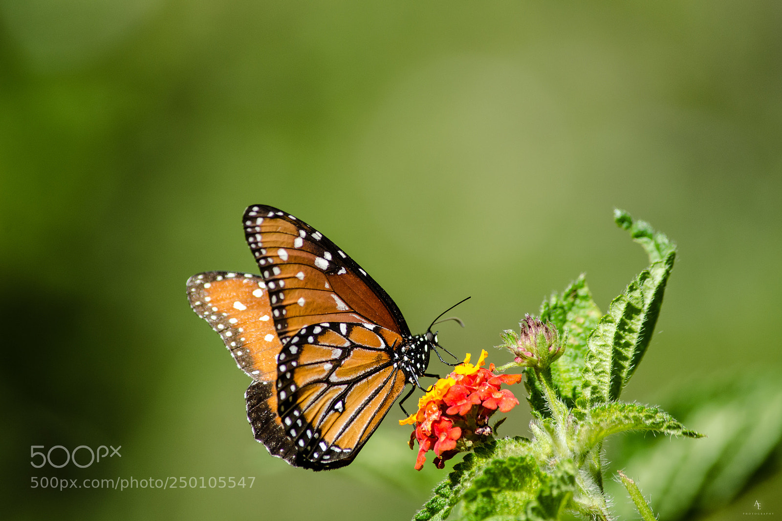 Nikon D5100 sample photo. Butterfly photography