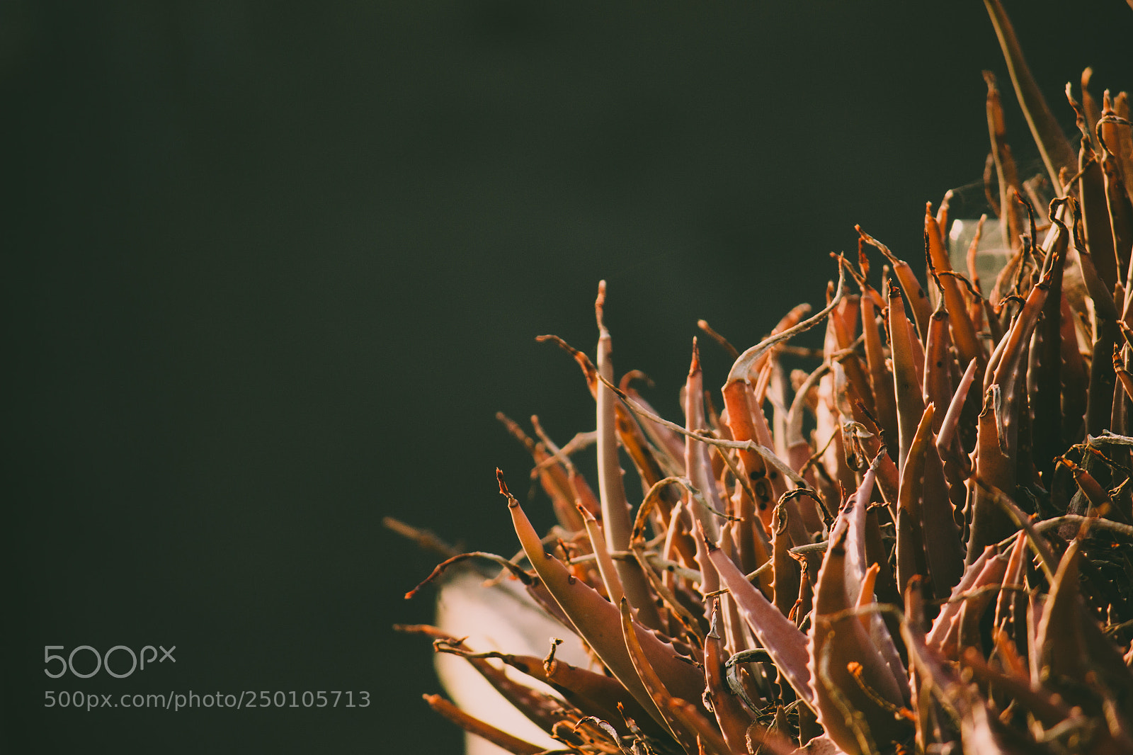 Canon EOS 700D (EOS Rebel T5i / EOS Kiss X7i) sample photo. Dried aloe vera photography