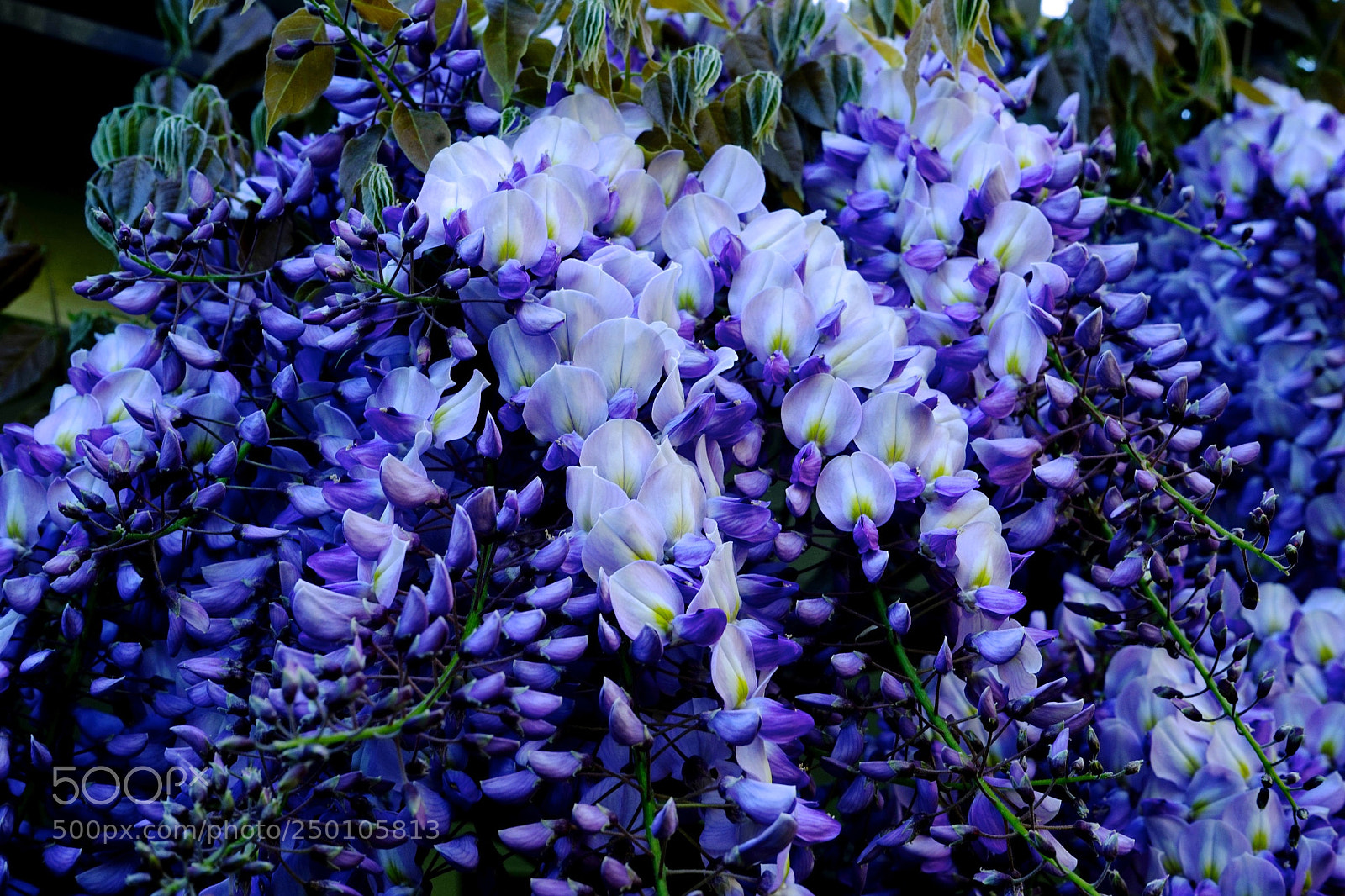 Sony a7 sample photo. Wisteria photography
