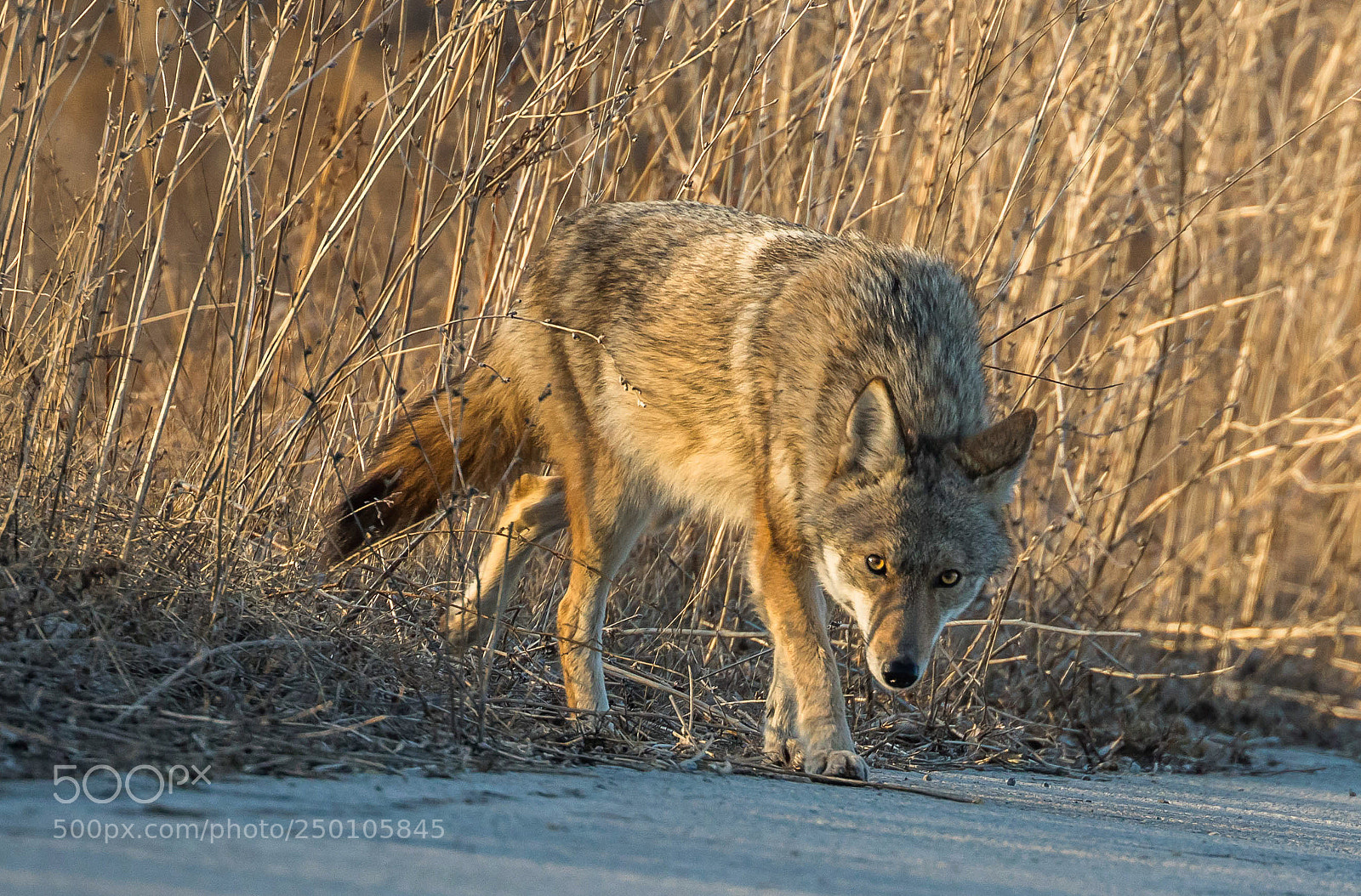 Canon EOS 5D Mark IV sample photo. Coyote photography