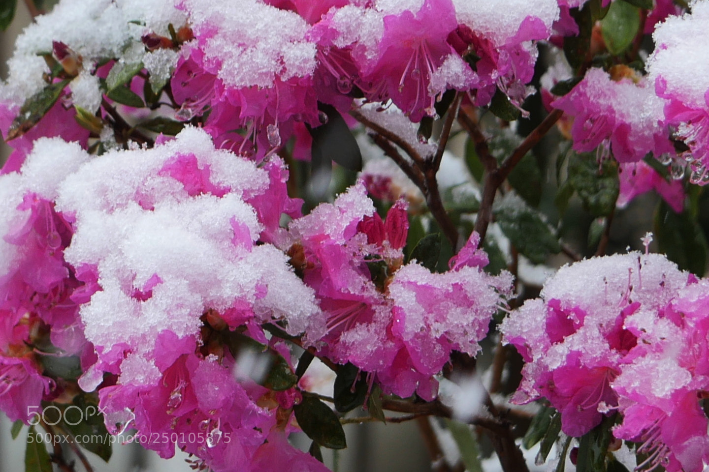 Panasonic Lumix DMC-GX8 sample photo. Red and white photography