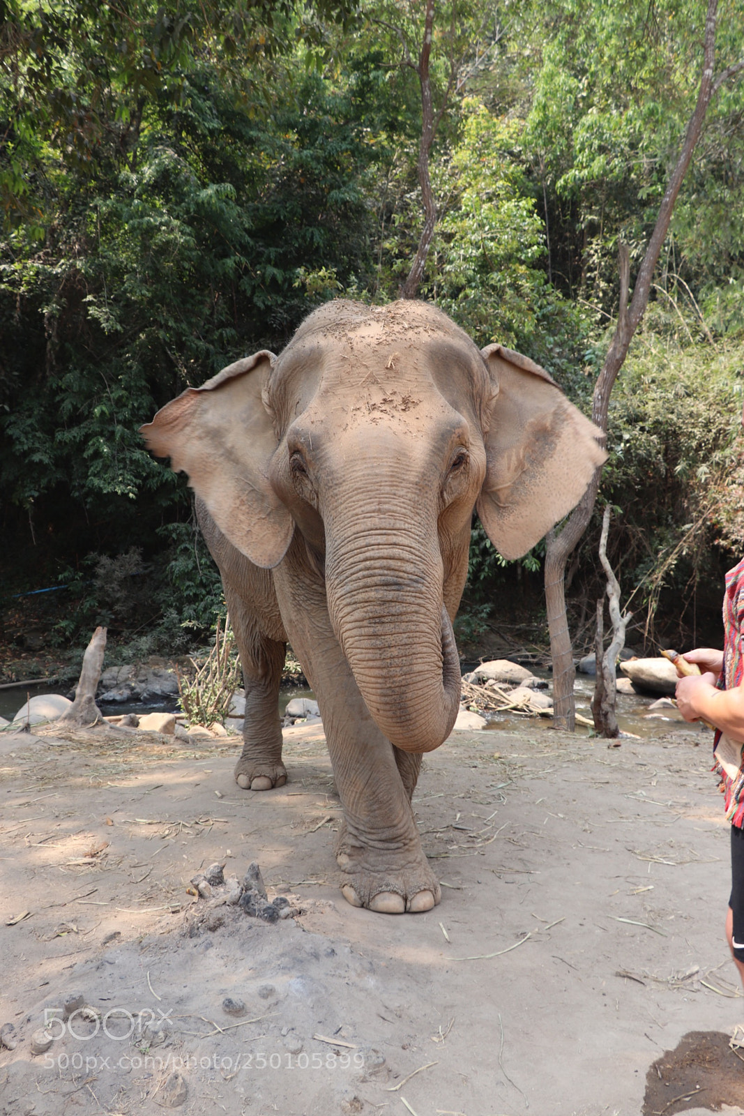 Canon EOS 77D (EOS 9000D / EOS 770D) sample photo. Elephant selfie v2 photography