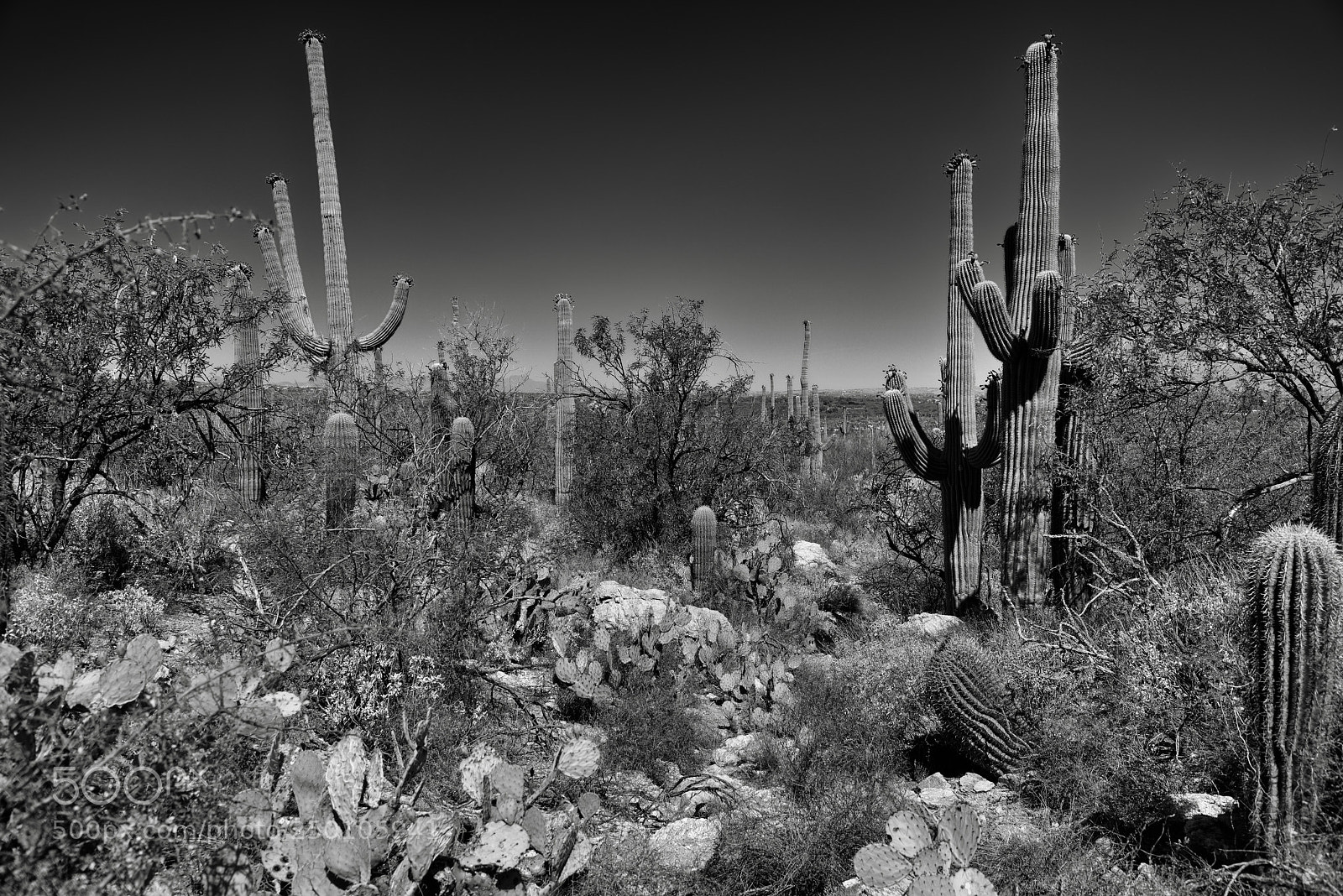 Nikon D800E sample photo. Cactus of many kinds photography