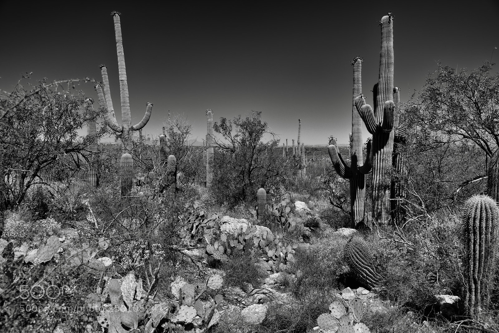 Nikon D800E sample photo. Cactus of many kinds photography