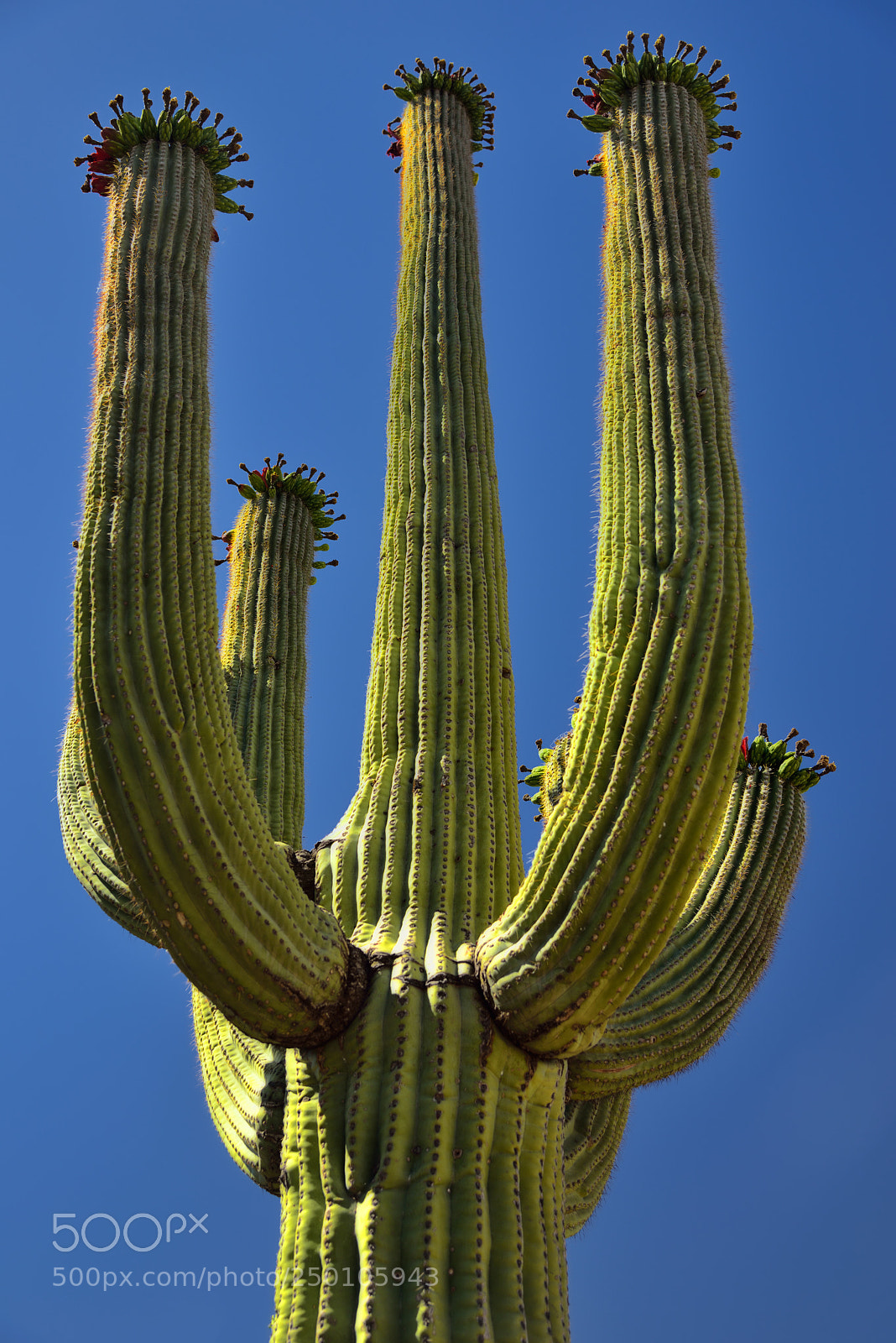 Nikon D800E sample photo. The many arms of photography