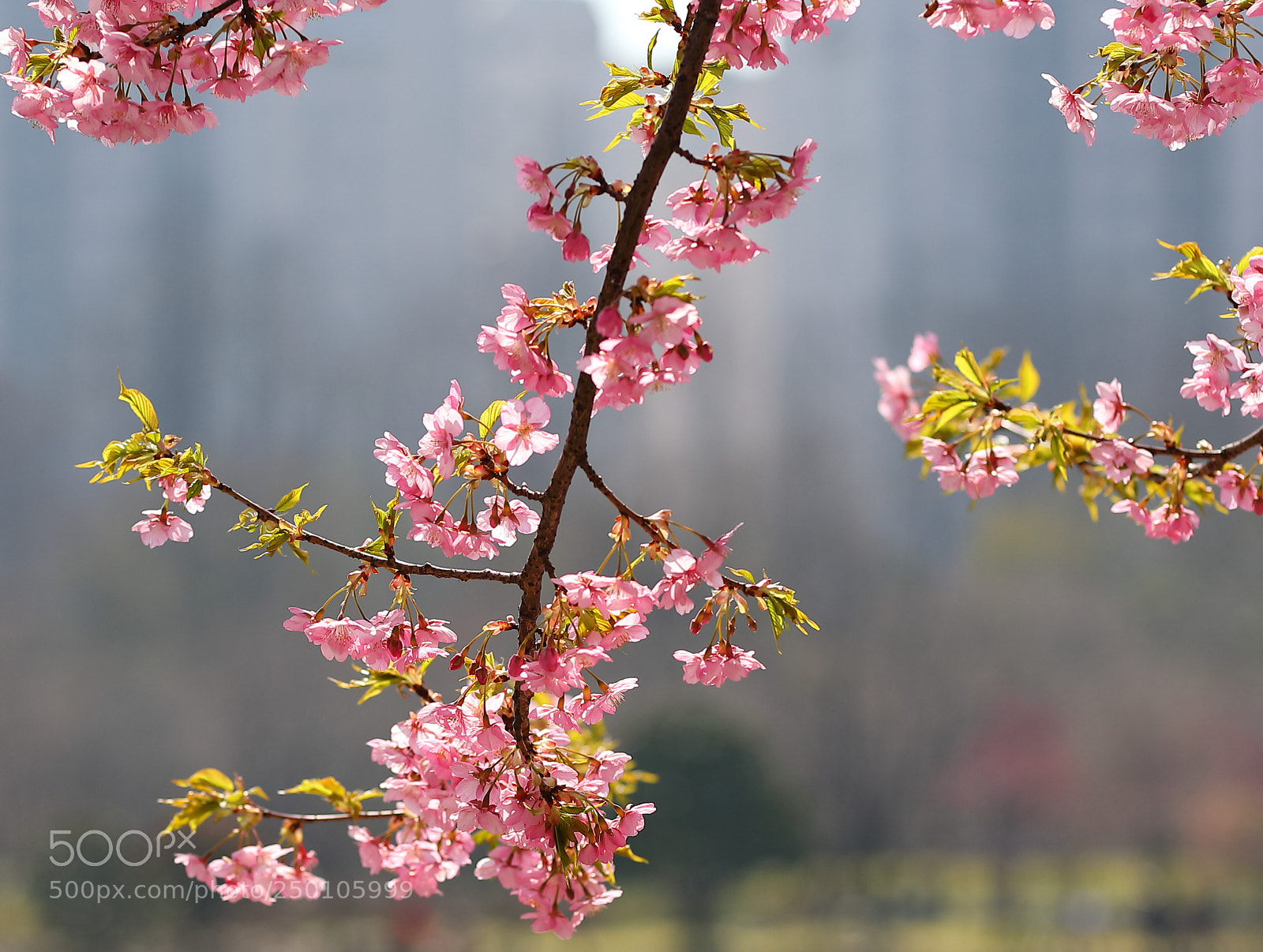 Canon EOS 5D Mark IV sample photo. 春天的气息 photography