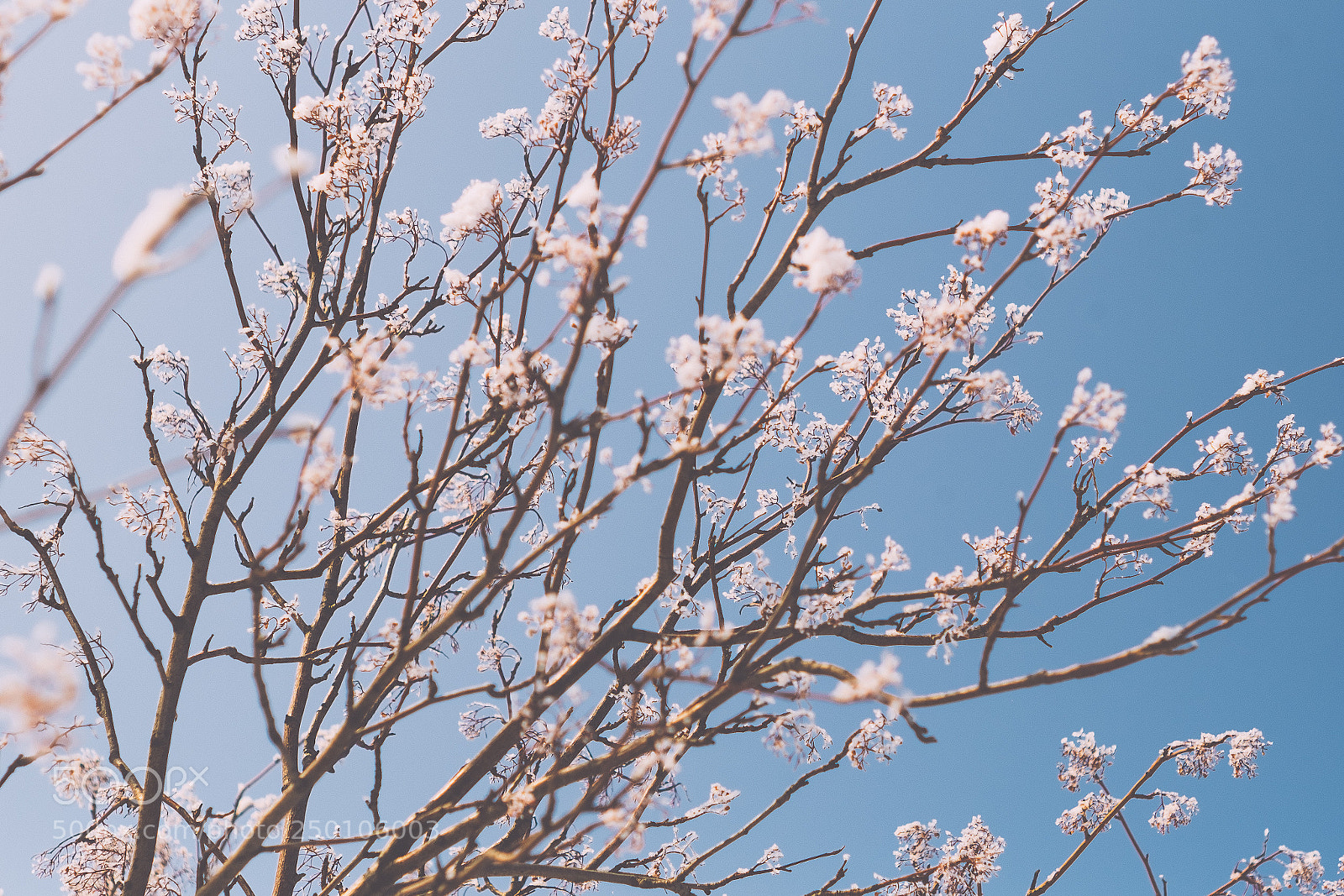 Fujifilm X-Pro1 sample photo. Winter flowering tree photography