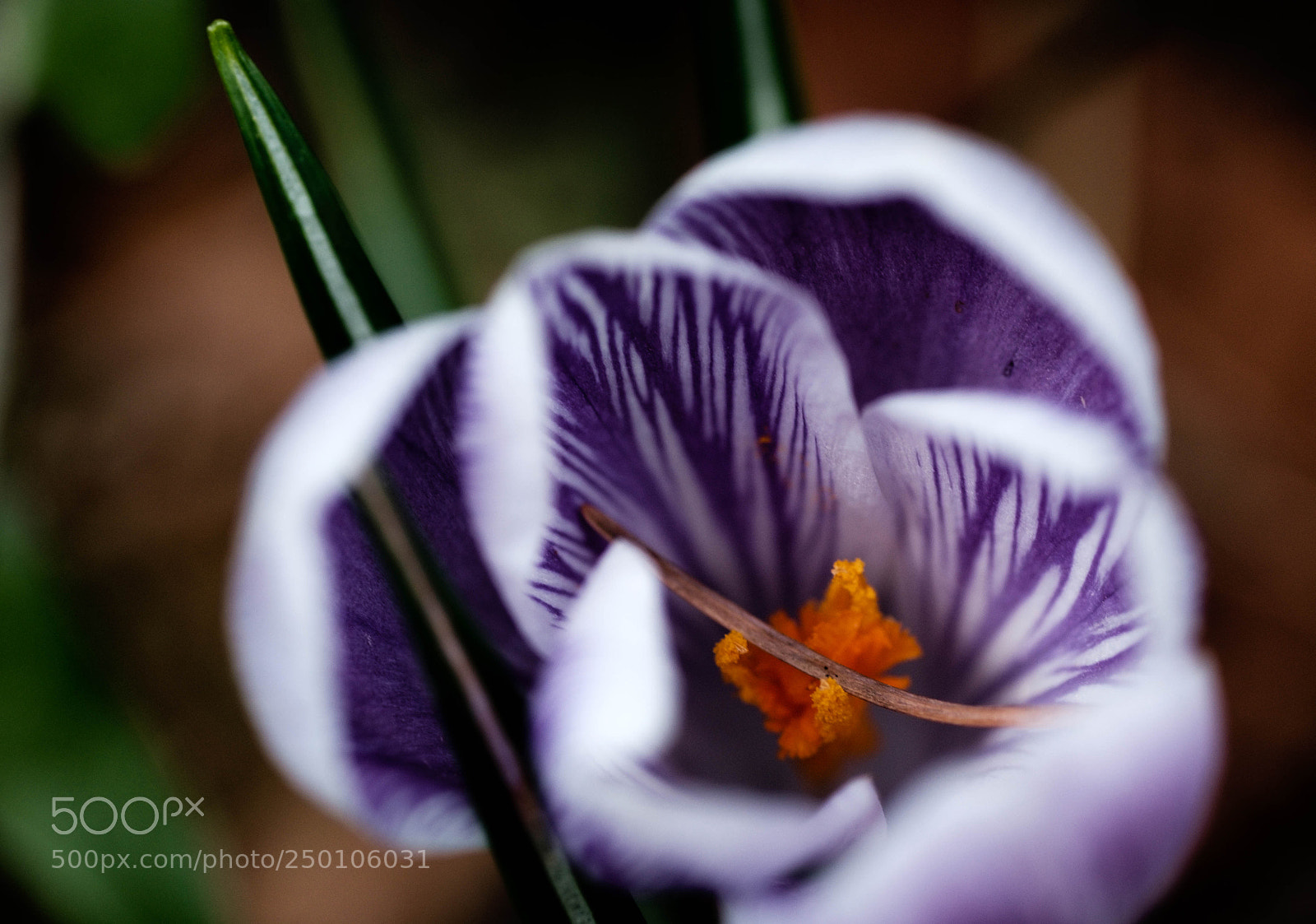 Fujifilm X-T10 sample photo. Crocus photography