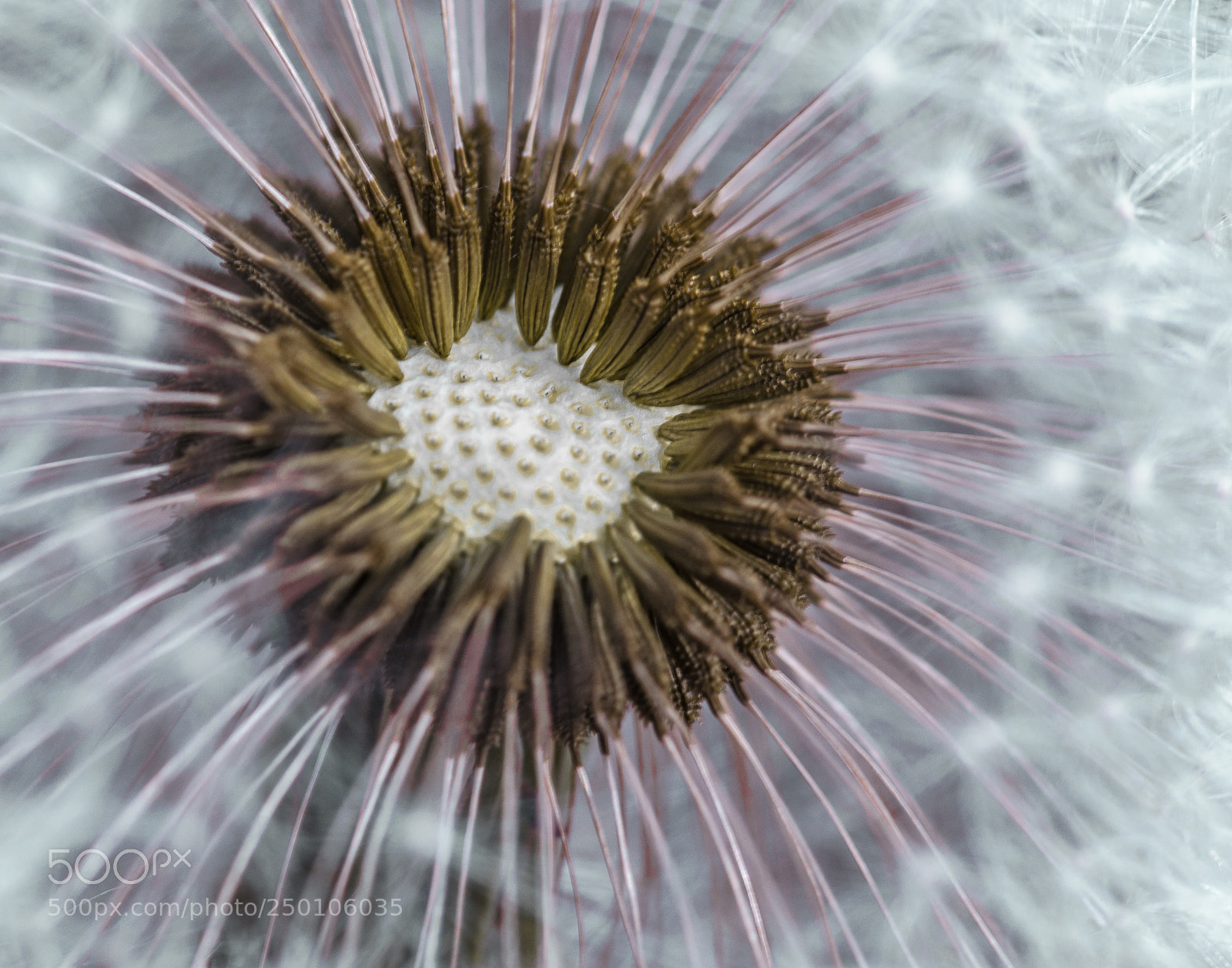 Nikon D5100 sample photo. Seeds photography