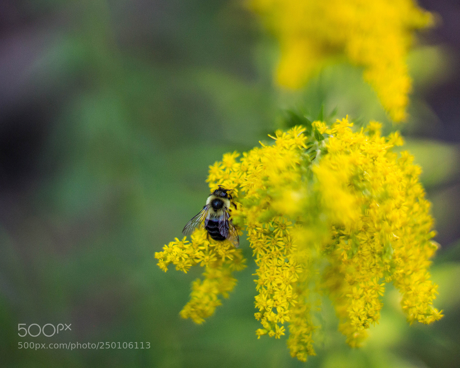 Canon EOS 100D (EOS Rebel SL1 / EOS Kiss X7) sample photo. Pollinator at work photography