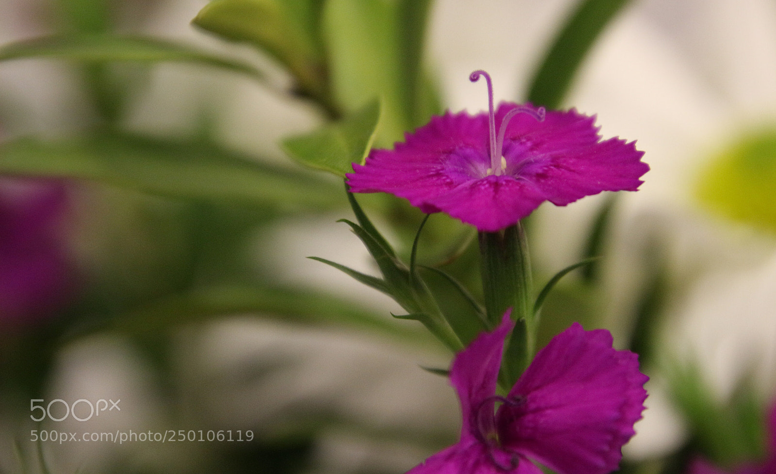 Canon EOS 100D (EOS Rebel SL1 / EOS Kiss X7) sample photo. Dream photography