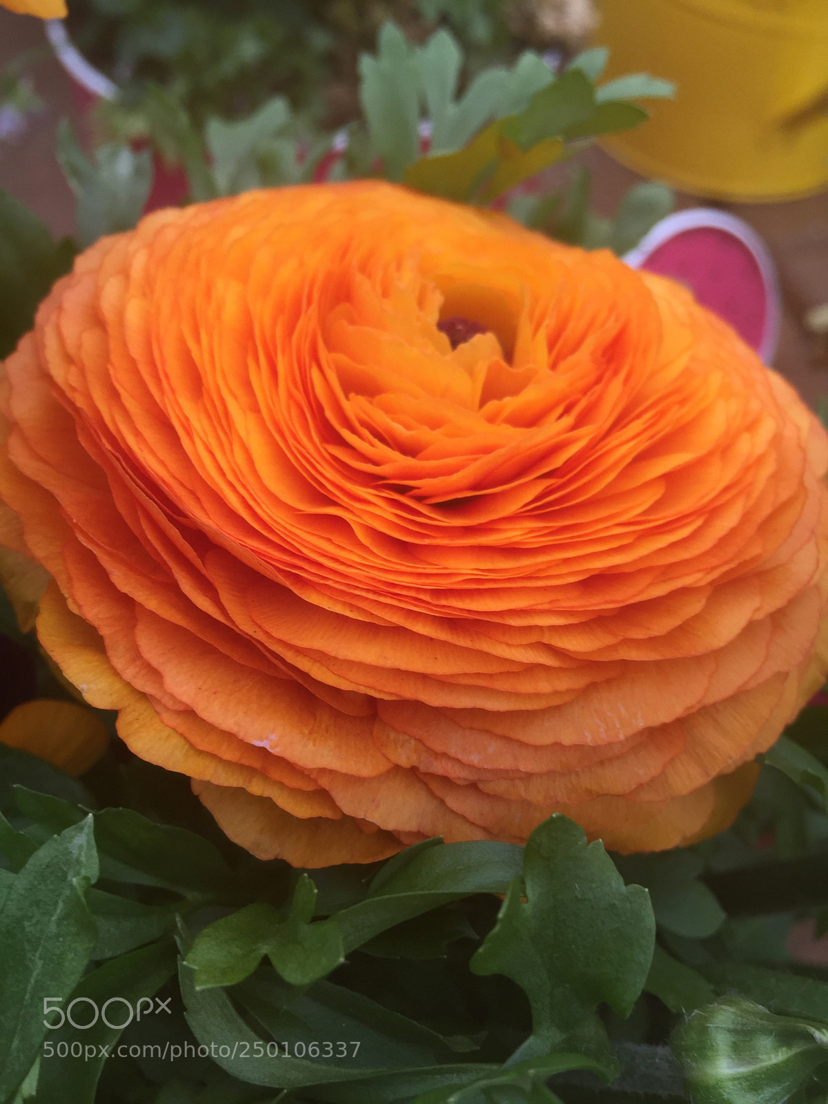 Apple iPhone 6 sample photo. Orange crush photography