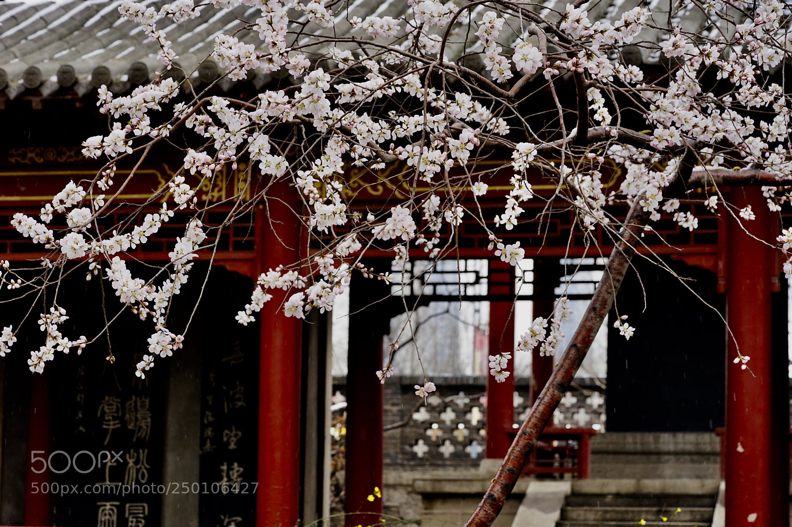 Sony a7 II sample photo. 春天来了 photography