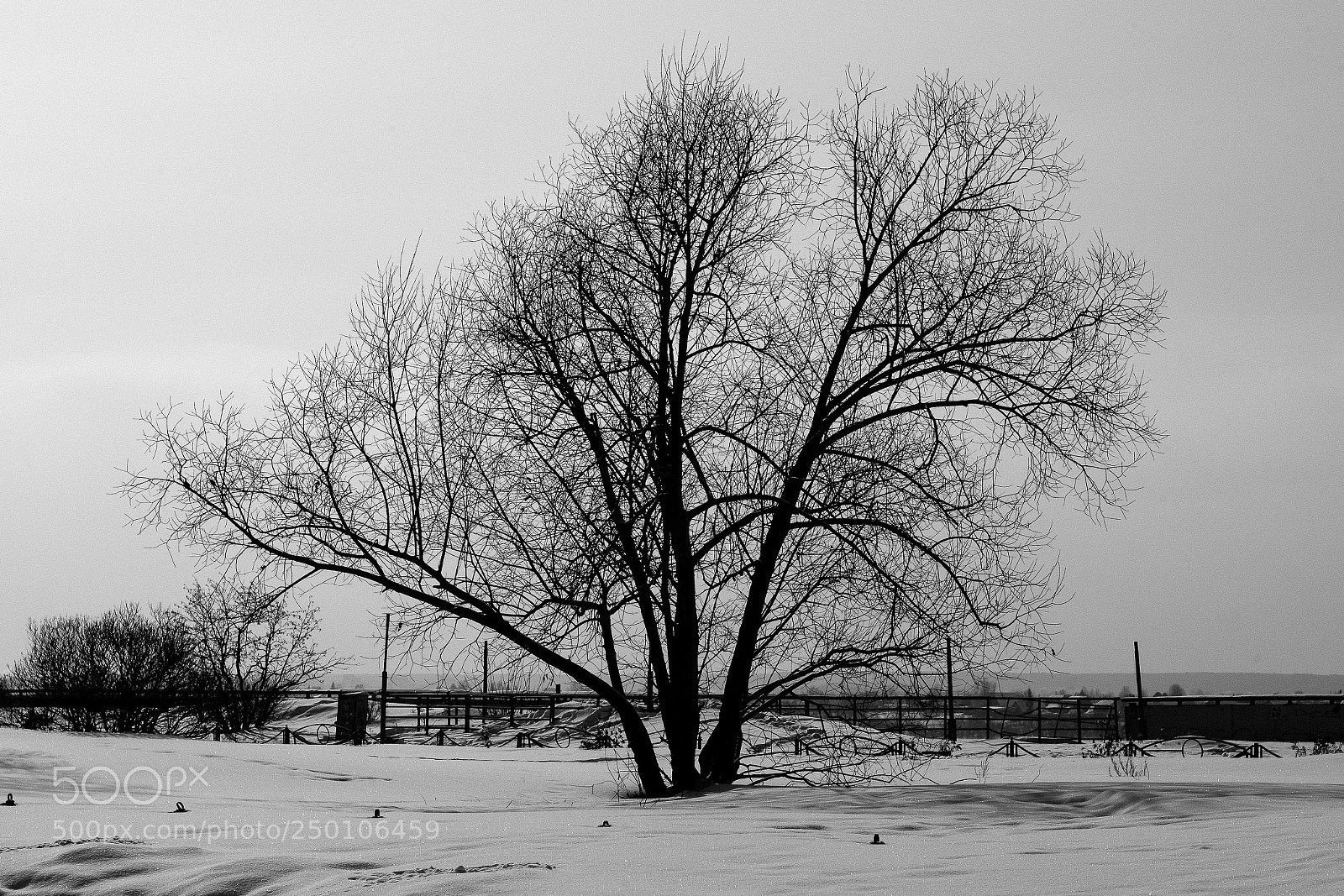 Fujifilm X-Pro1 sample photo. Tree photography