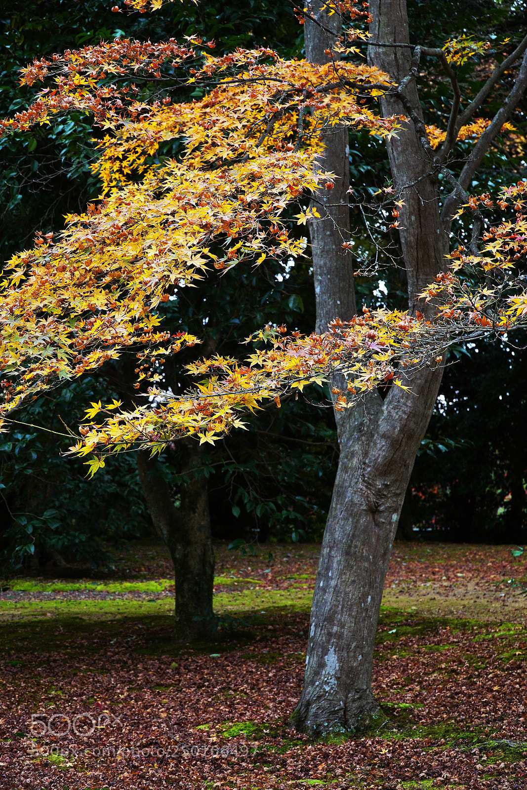 Sony a6000 sample photo. End autumn photography
