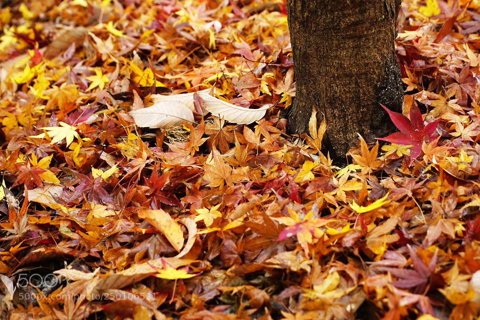 Sony a6000 sample photo. End autumn photography