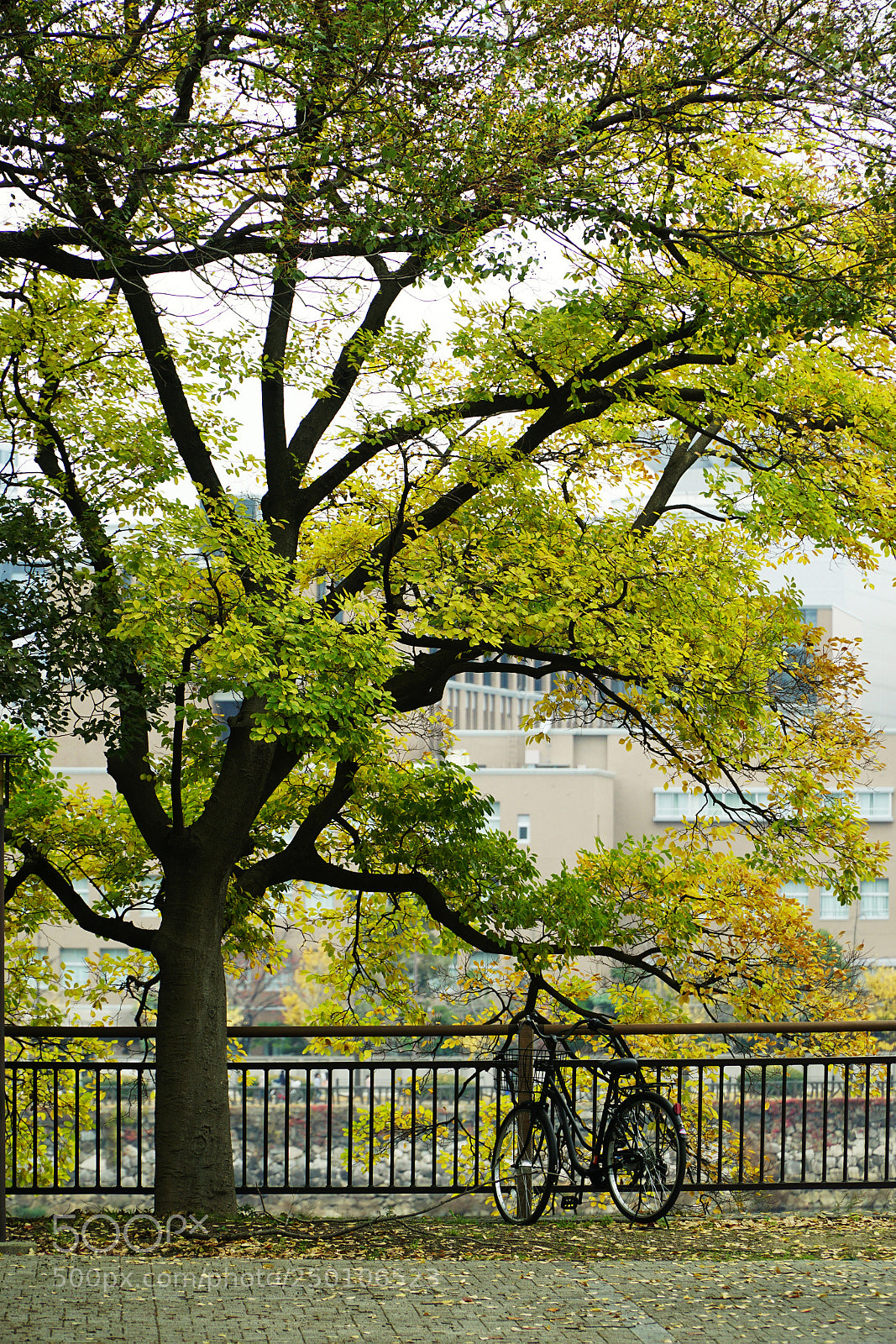 Sony a6000 sample photo. End autumn photography
