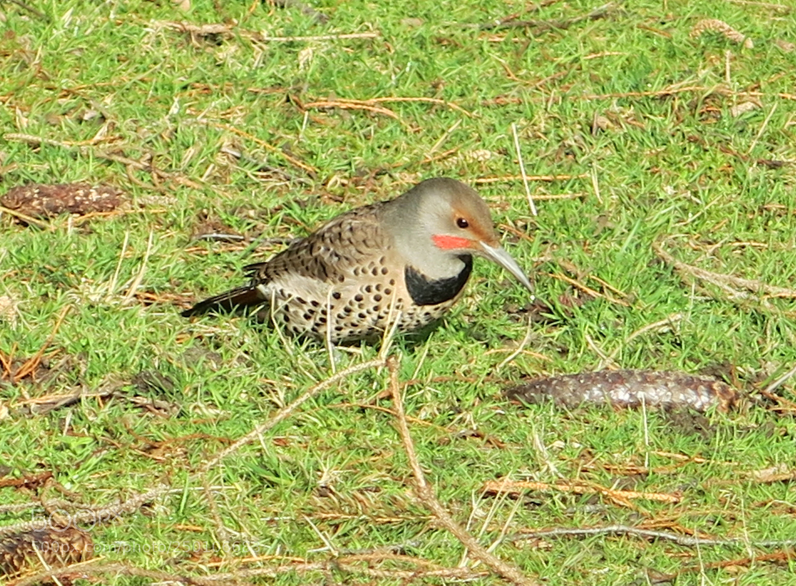 Canon PowerShot G15 sample photo. Img_6548-0.jpg pecker photography