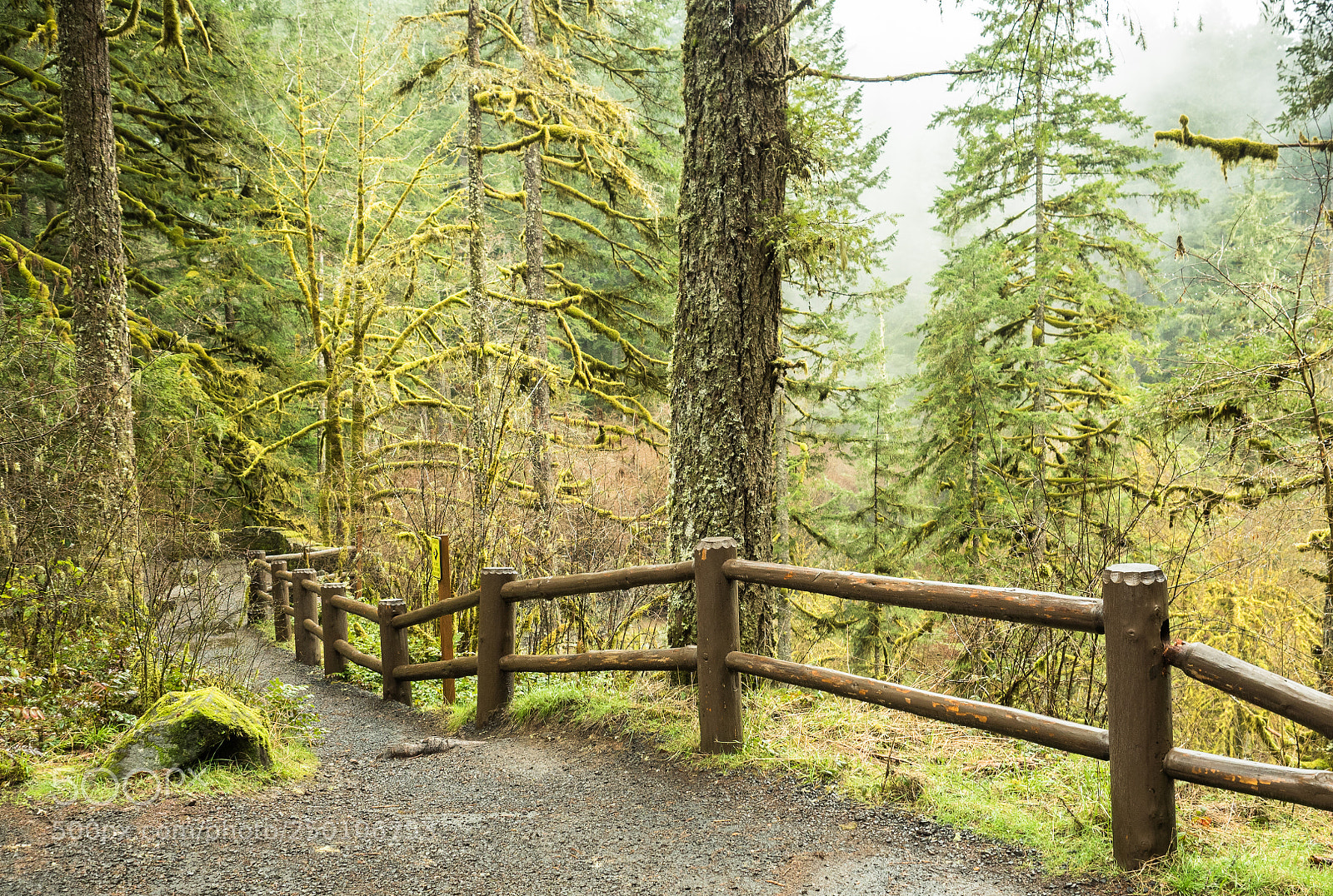 Olympus OM-D E-M5 II sample photo. Path to paradise photography