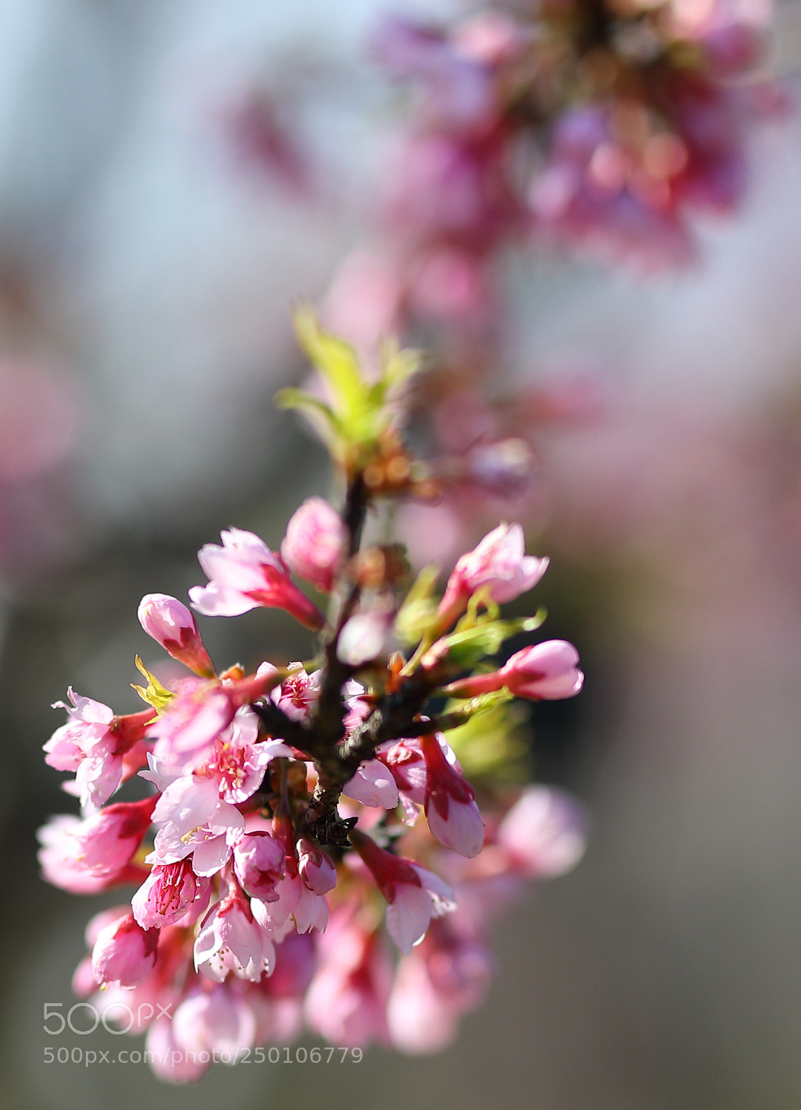 Canon EOS 5D Mark IV sample photo. 春天的气息 photography