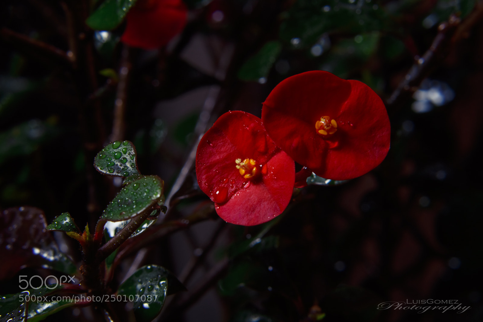 Canon EOS 1300D (EOS Rebel T6 / EOS Kiss X80) sample photo. Red flower photography