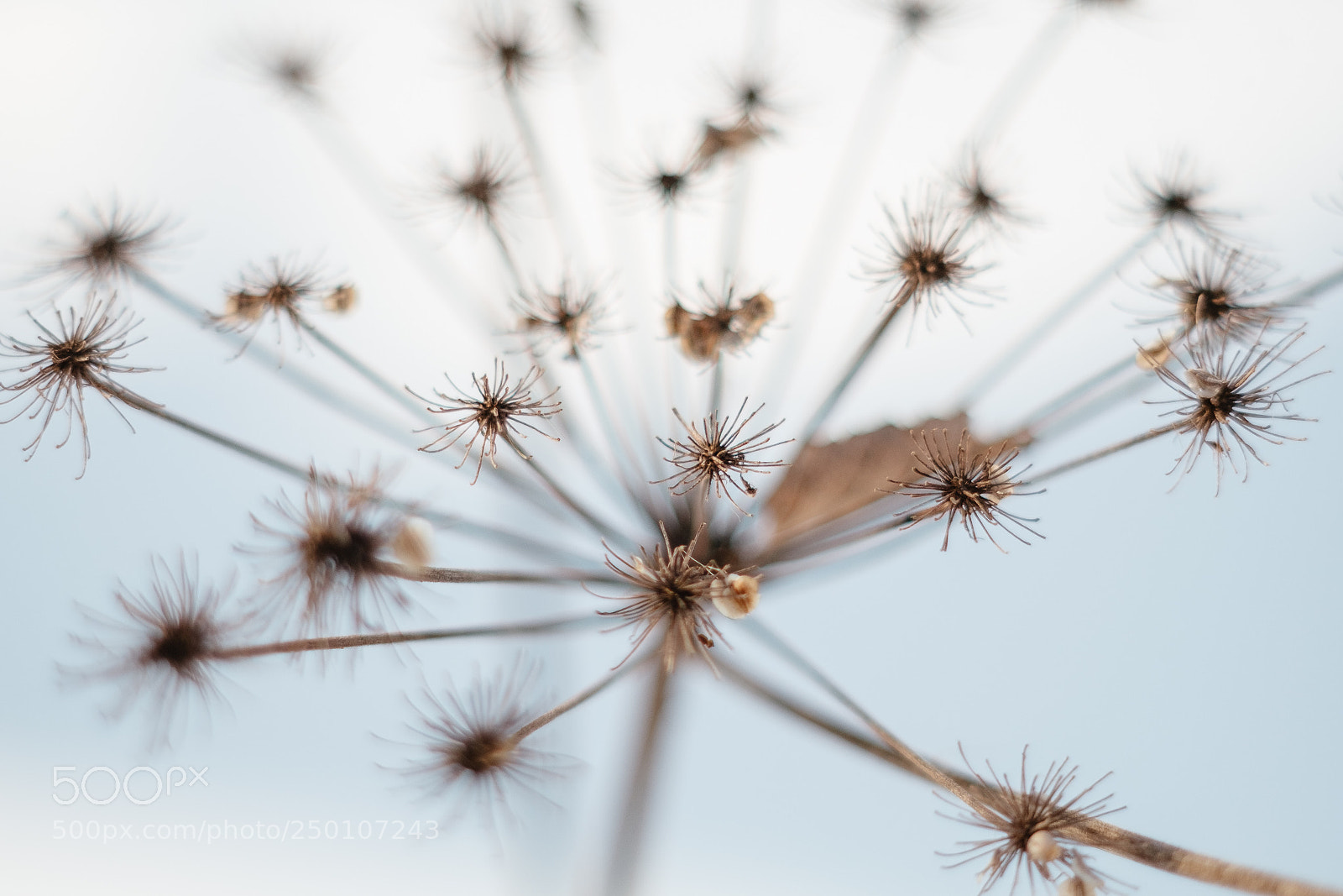 Fujifilm X-Pro1 sample photo. Cow-bream photography