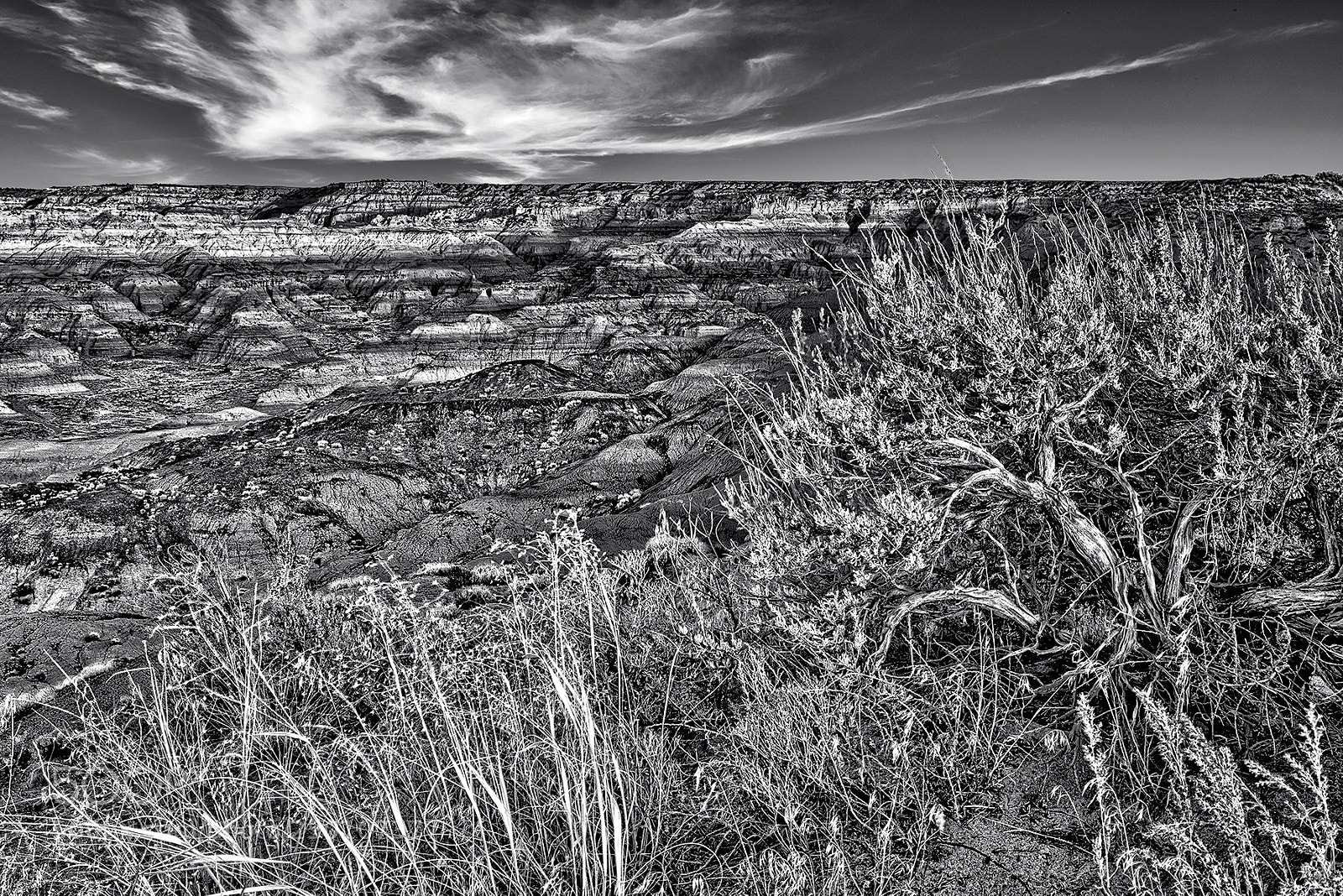 Nikon D800 sample photo. Canyon brush editbw photography