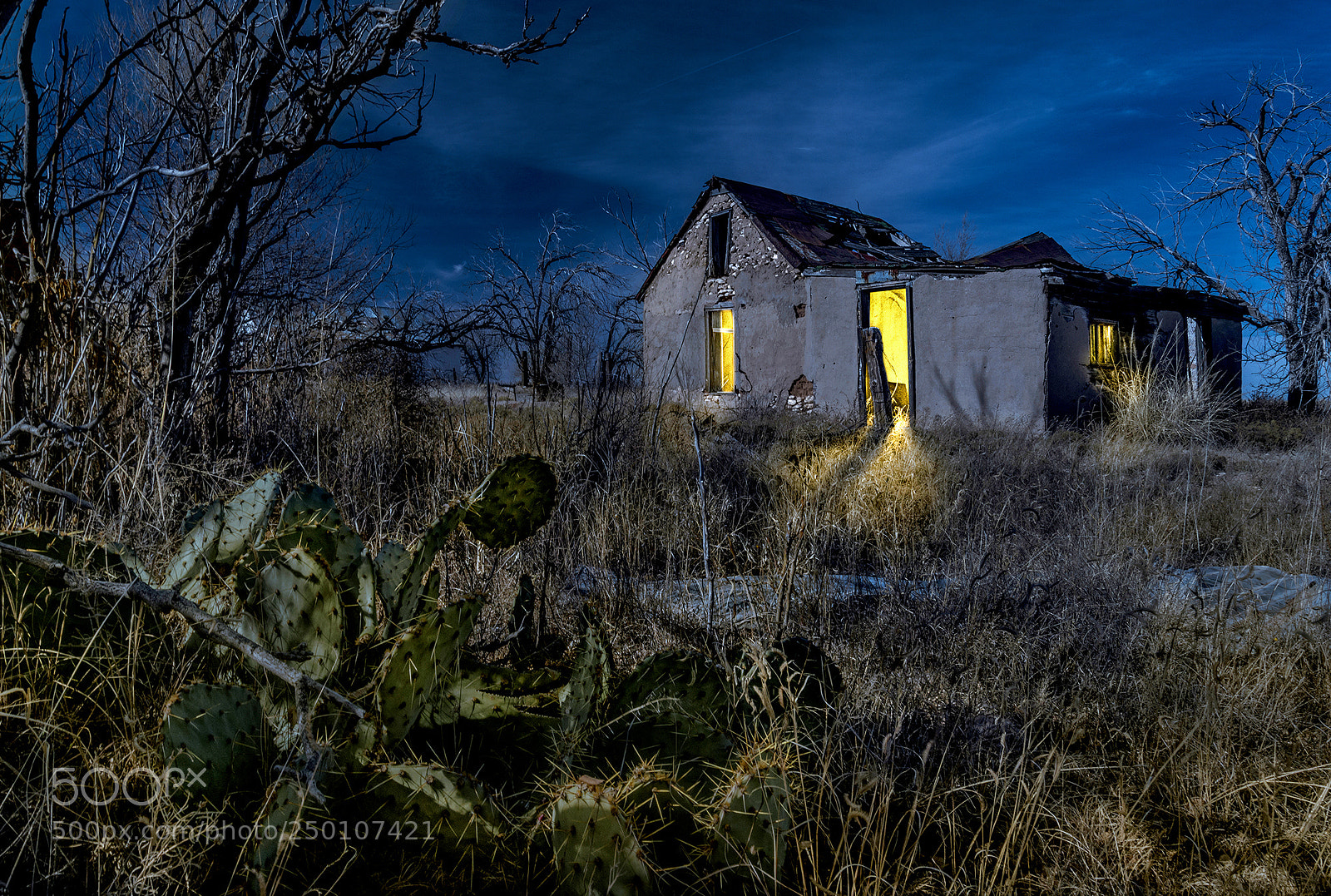 Nikon D800 sample photo. Cactus house night photography