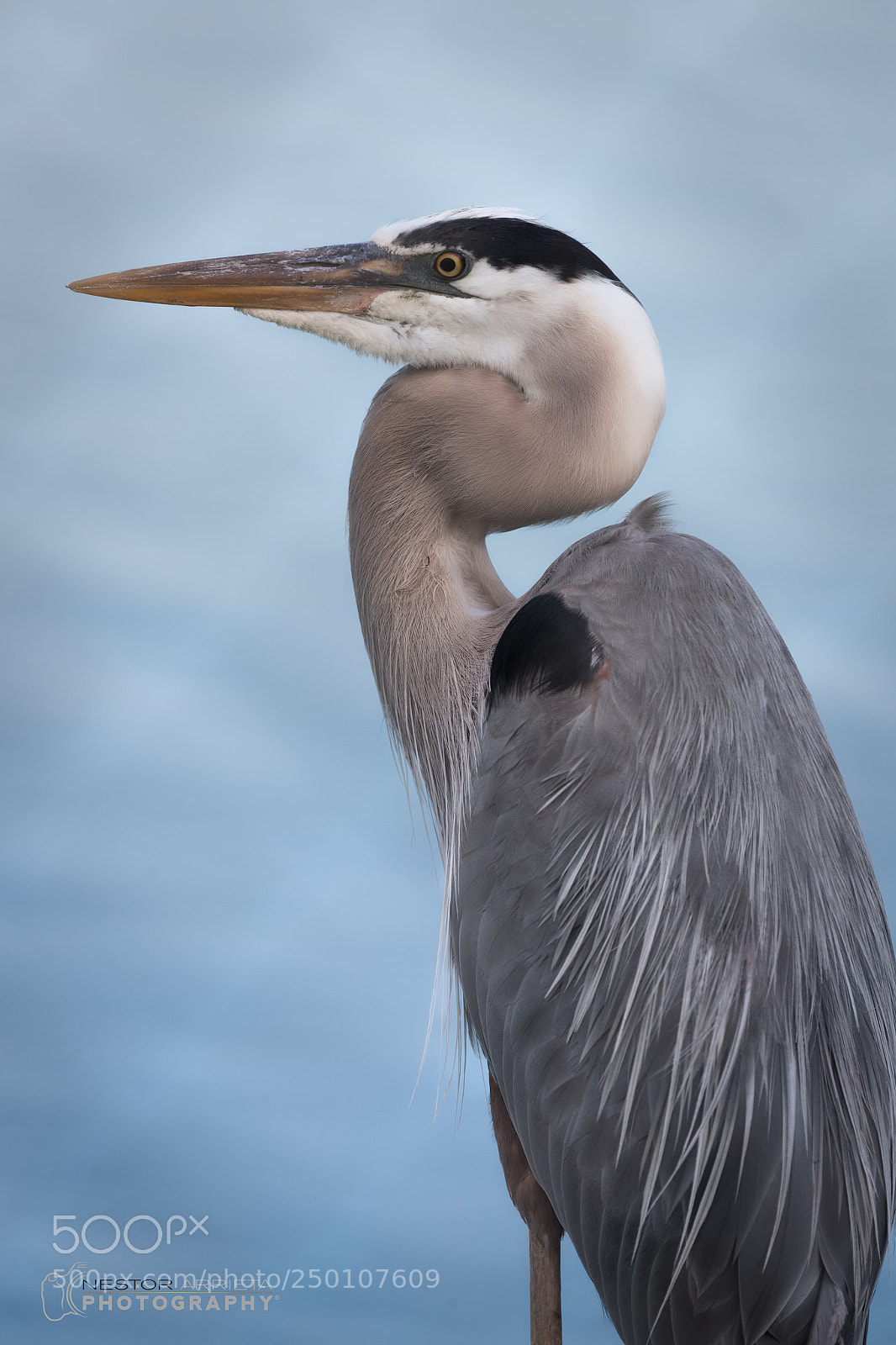Canon EOS-1D X Mark II sample photo. Profile photography