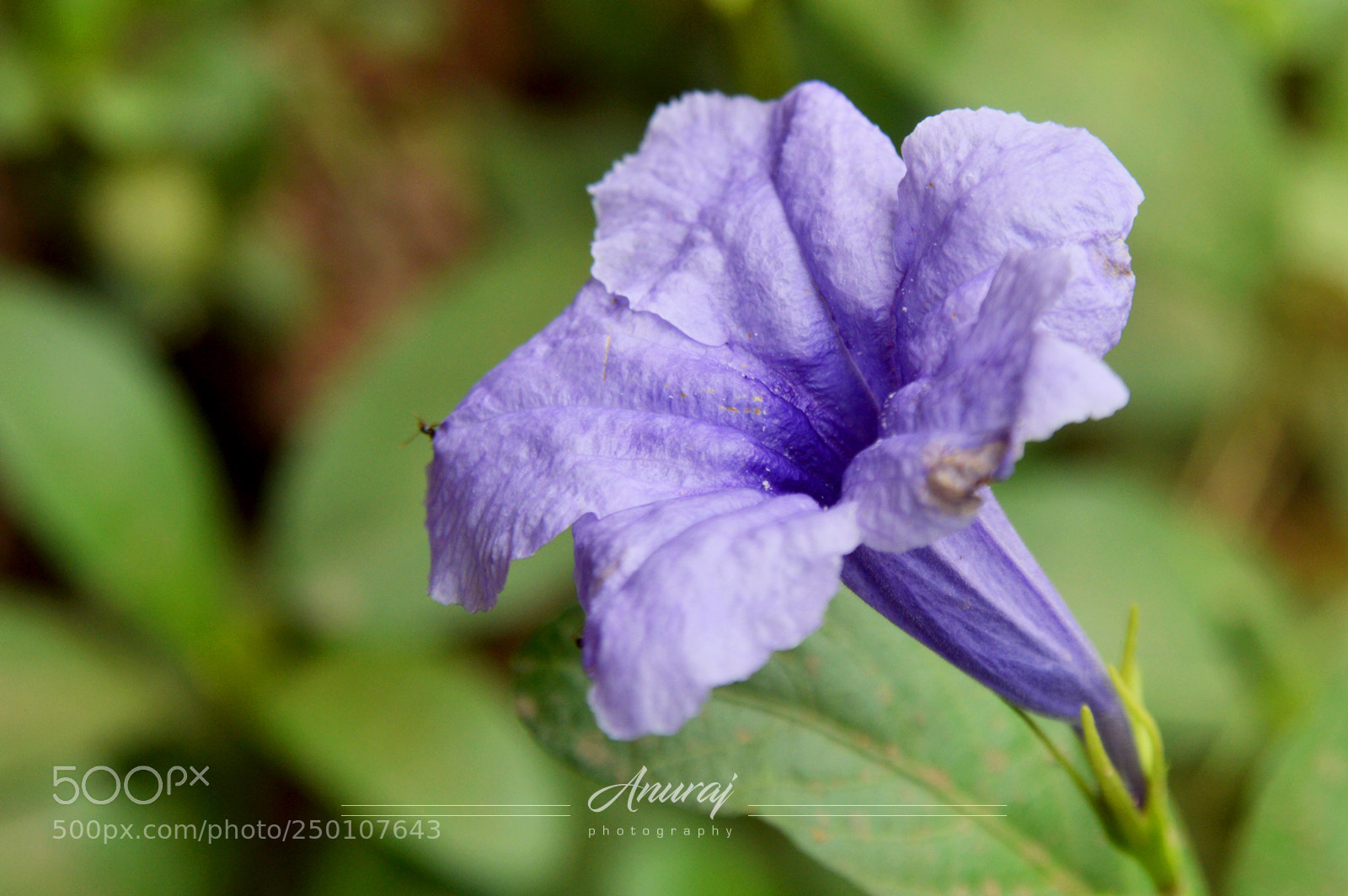 Nikon D3200 sample photo. Ruellia simplex photography
