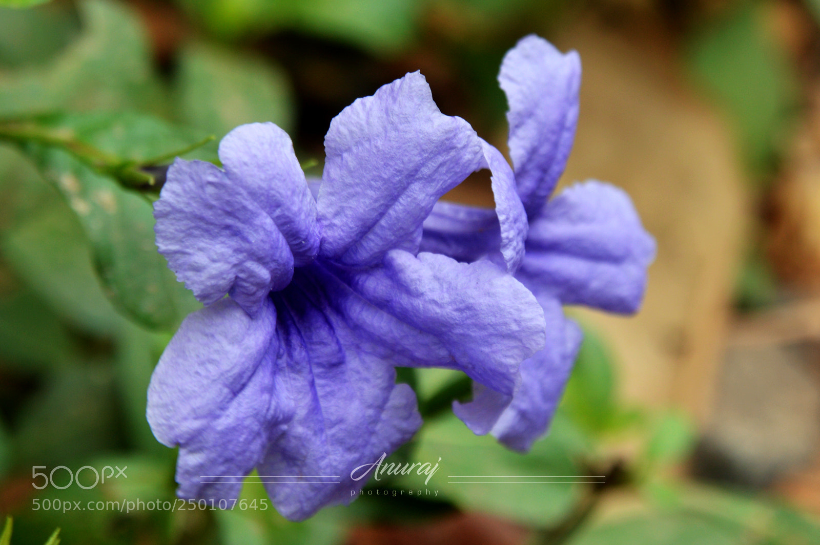 Nikon D3200 sample photo. Ruellia simplex photography