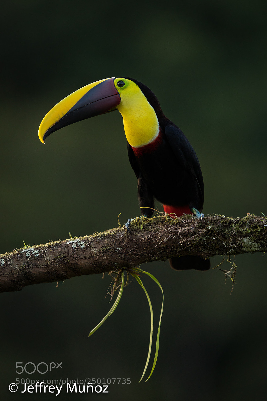Canon EOS 5D Mark IV sample photo. Yellow-throated toucan photography