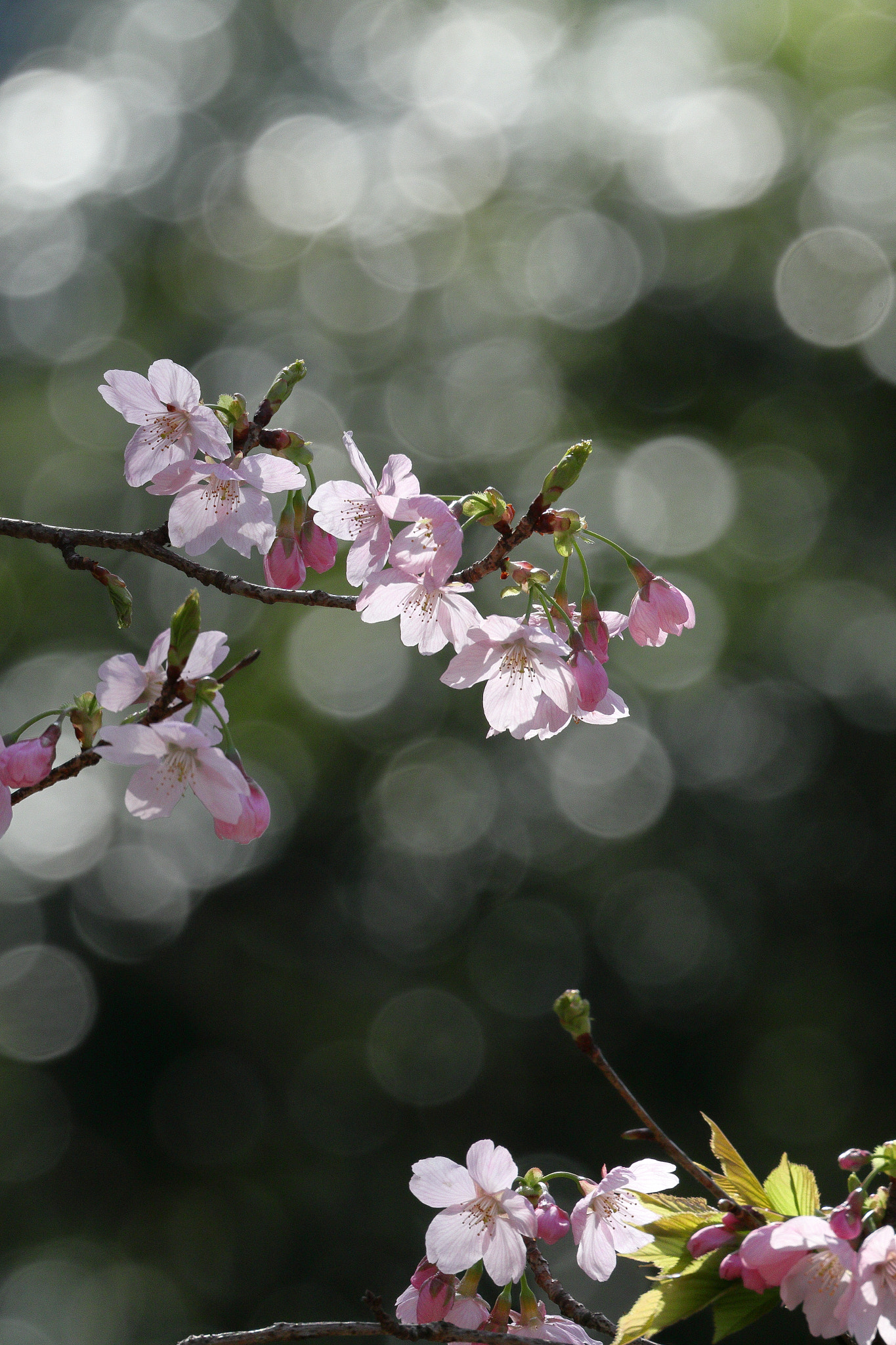 Canon EF 100-400mm F4.5-5.6L IS II USM sample photo. Cherry blossom 7i2a2461 photography