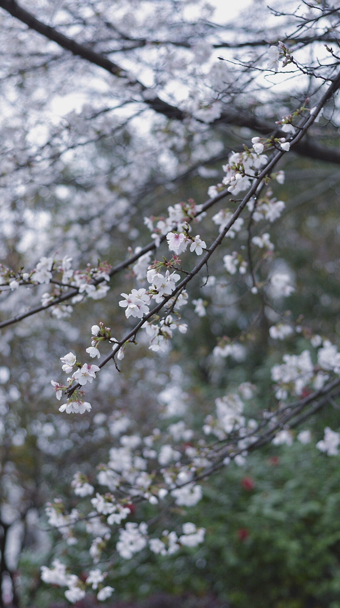 Nikon D610 + Nikon AF Nikkor 50mm F1.8D sample photo. 微博：penghufei photography