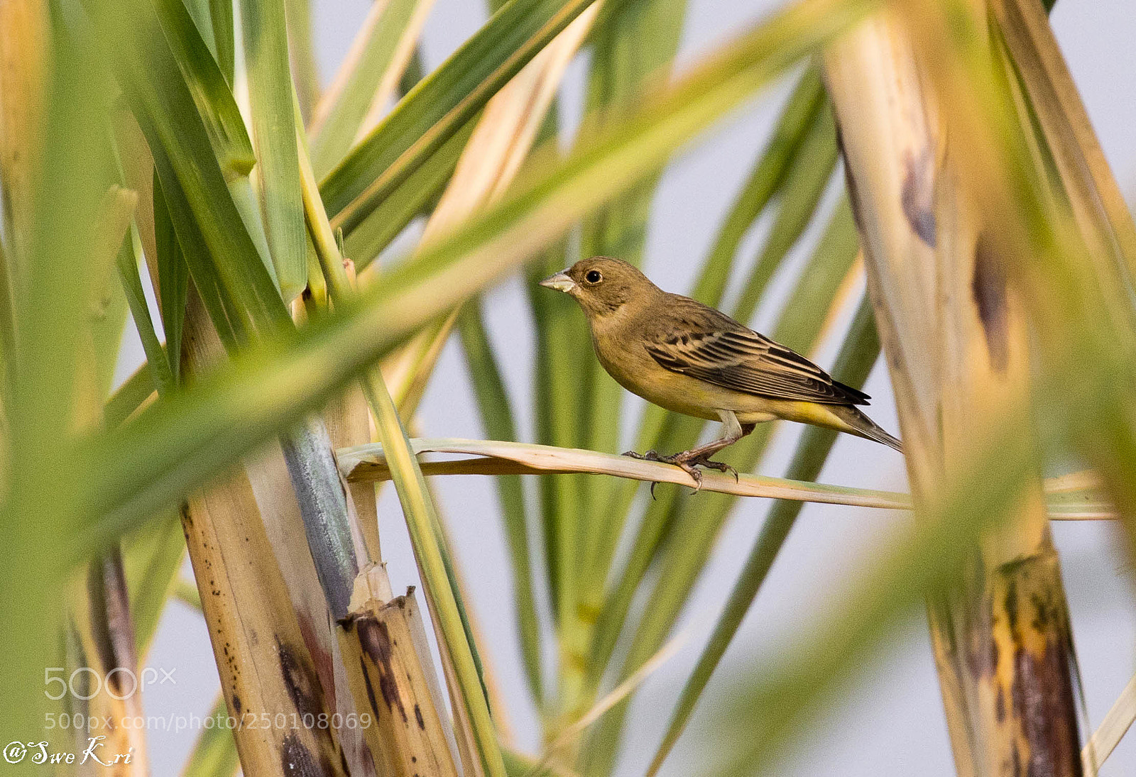 Canon EOS 5D Mark IV sample photo. Black-headed bunting (female) photography