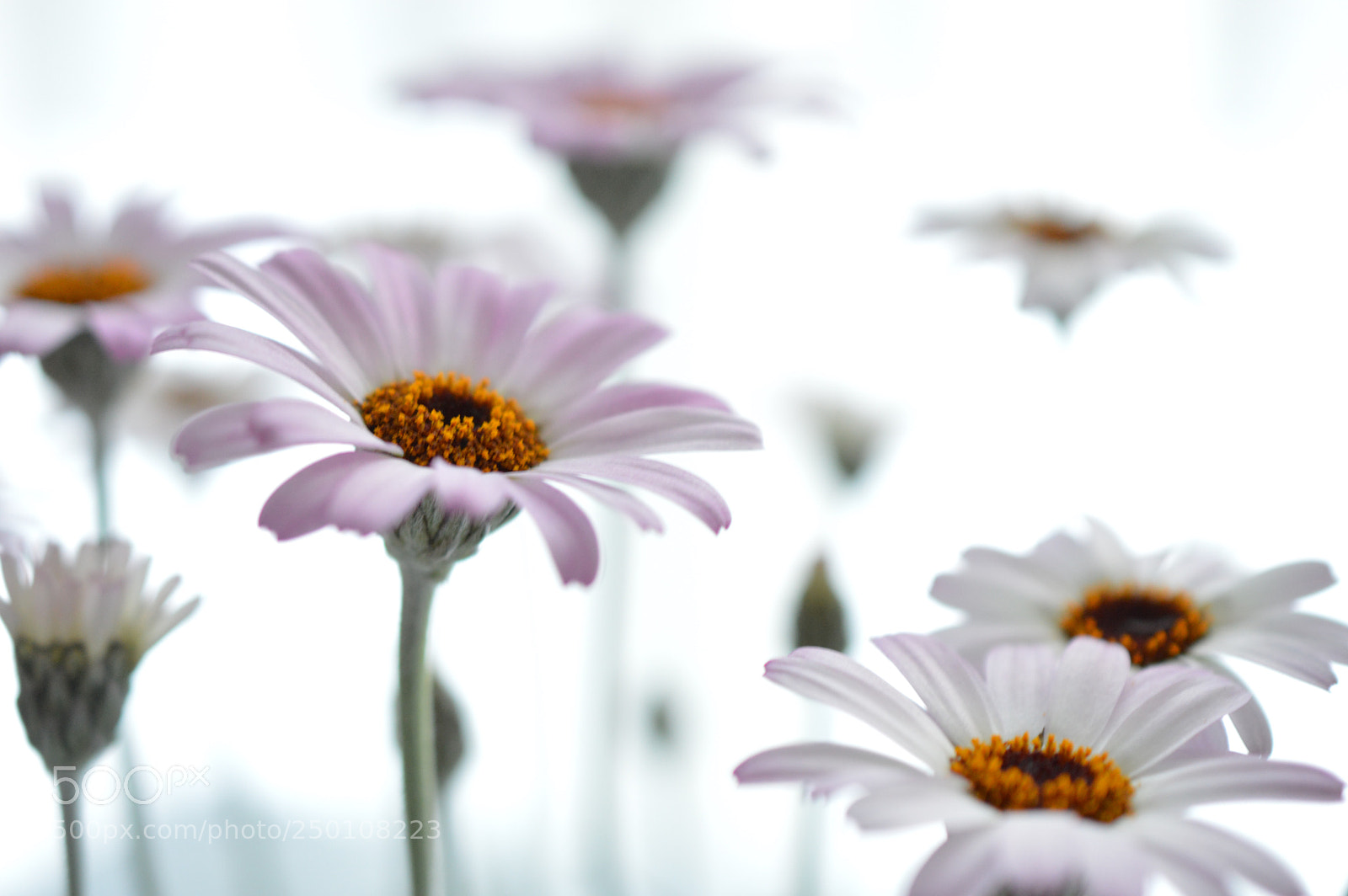 Nikon D3200 sample photo. ✧harmony of the light✧ ♩✧ photography