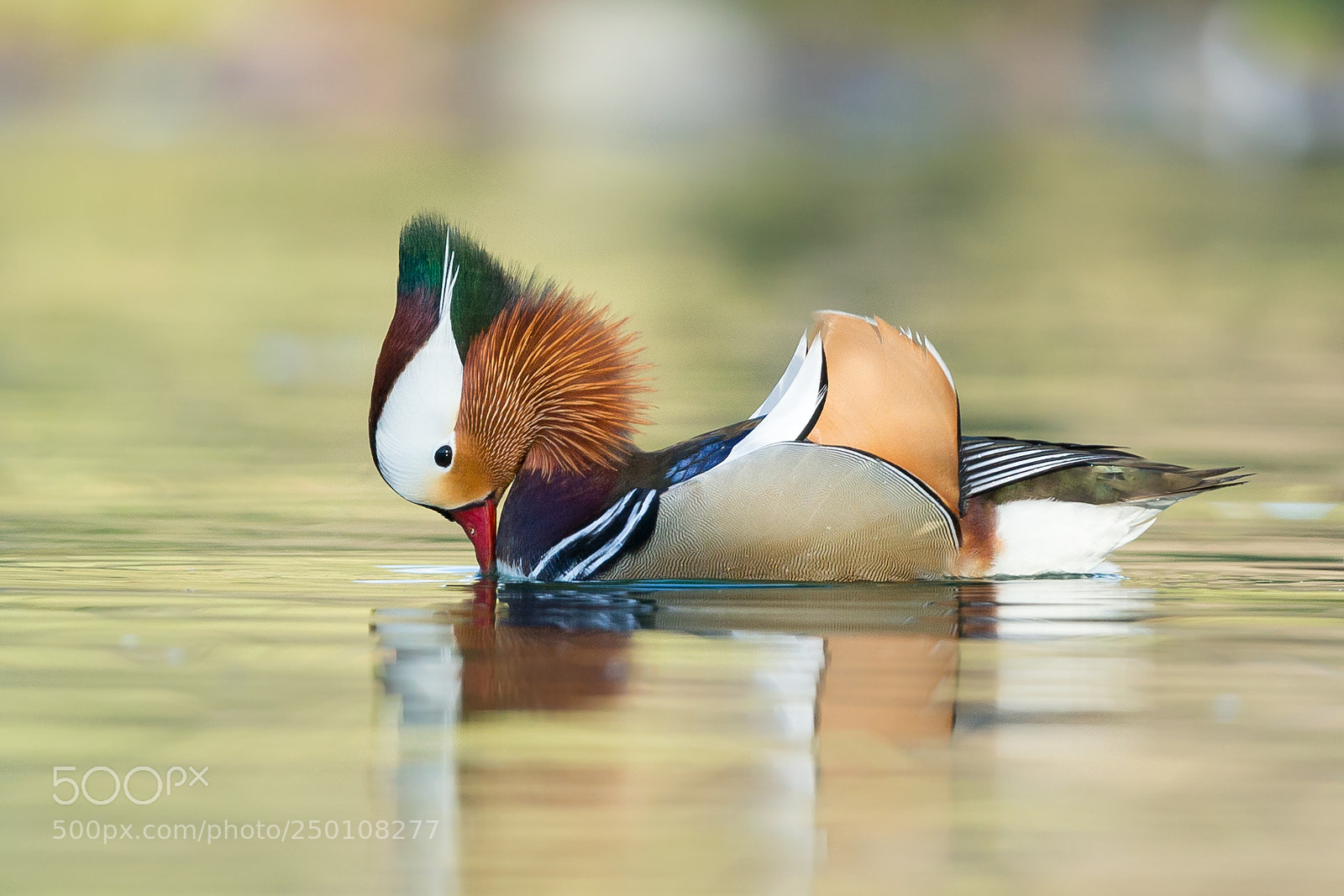 Canon EOS-1D X sample photo. Male mandarin duck photography