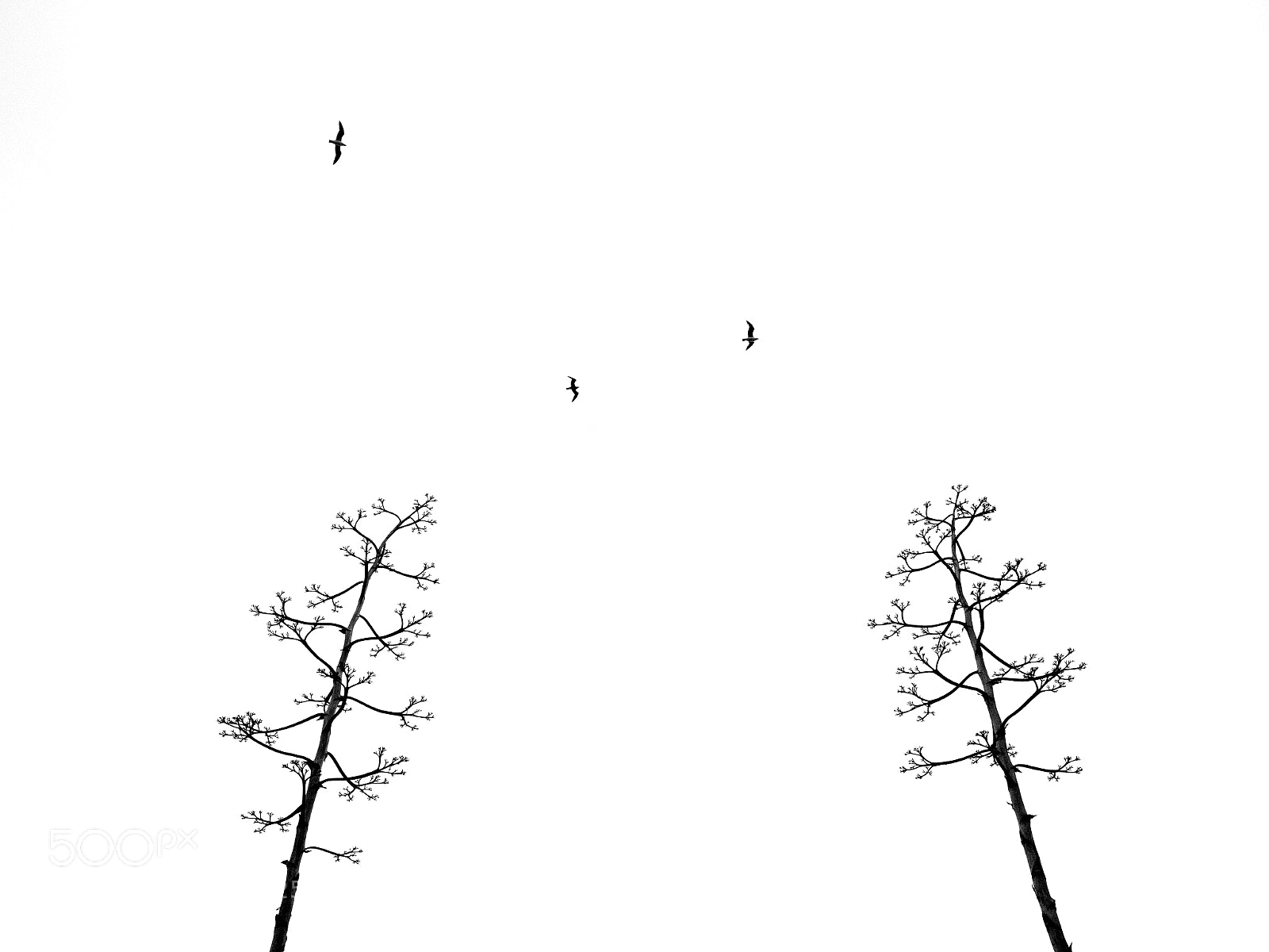 Leica Q (Typ 116) sample photo. Trees and birds, my photography