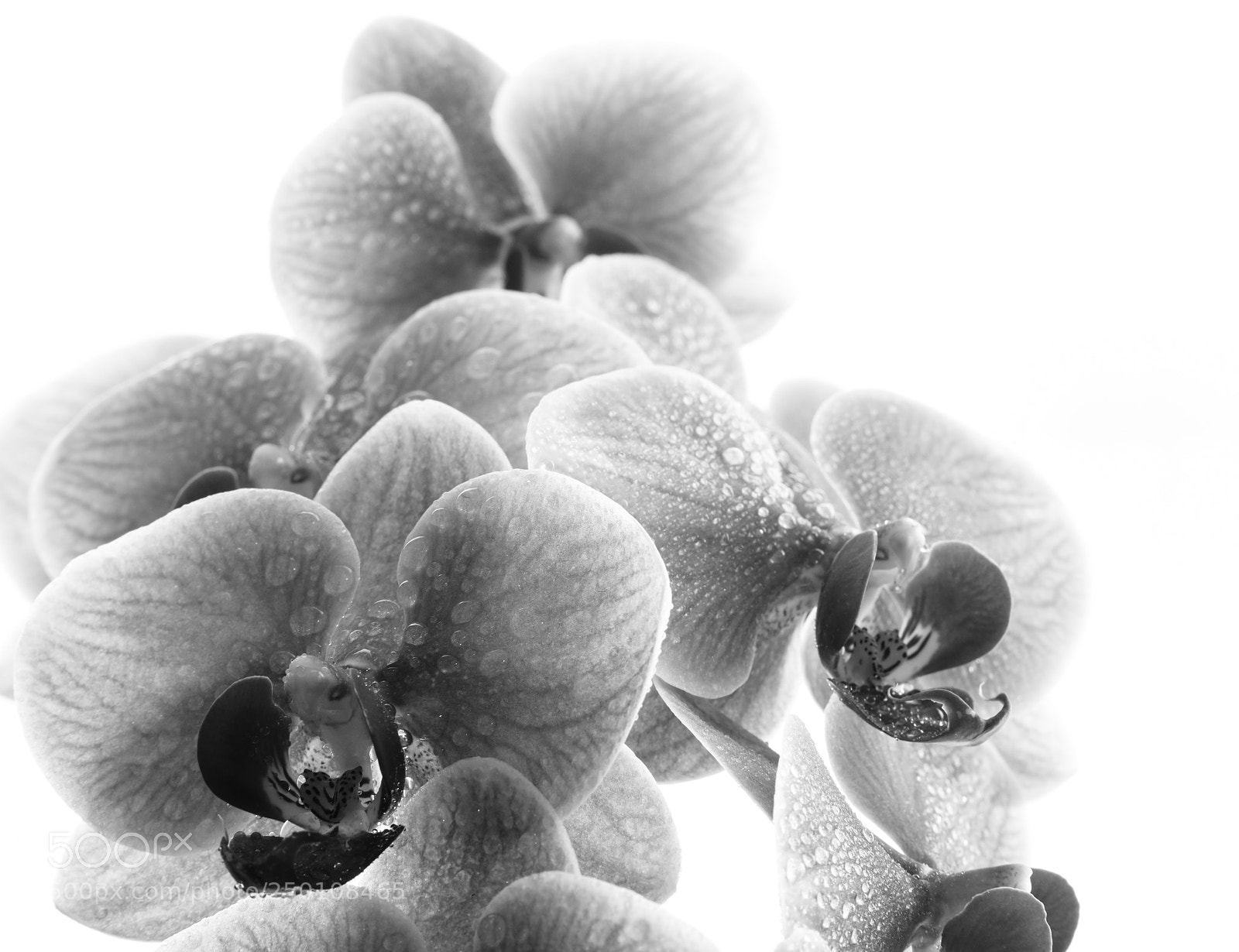 Fujifilm X-T2 sample photo. Orchid bw photography