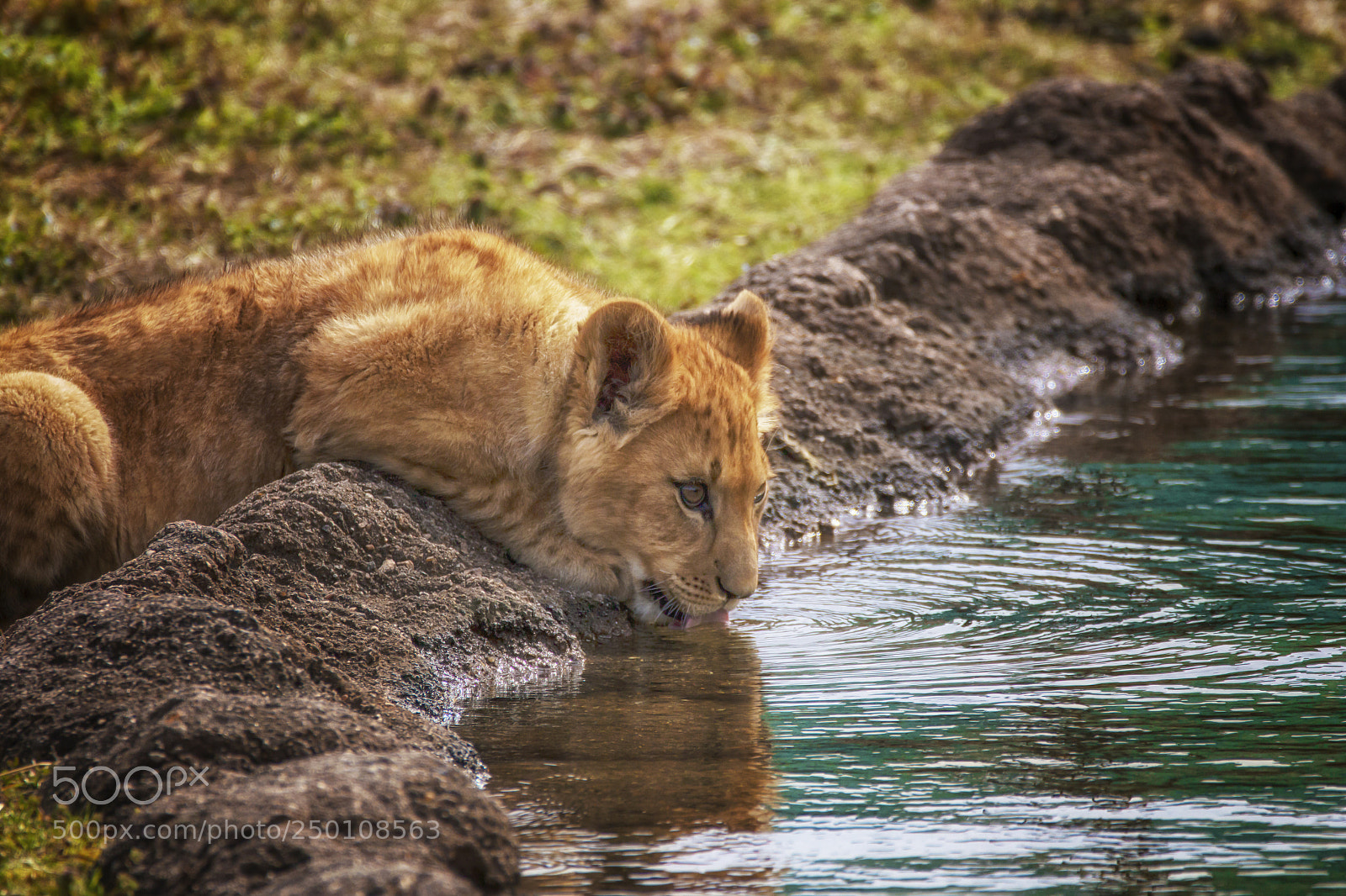 Canon EOS 70D sample photo. Emery - male lion photography